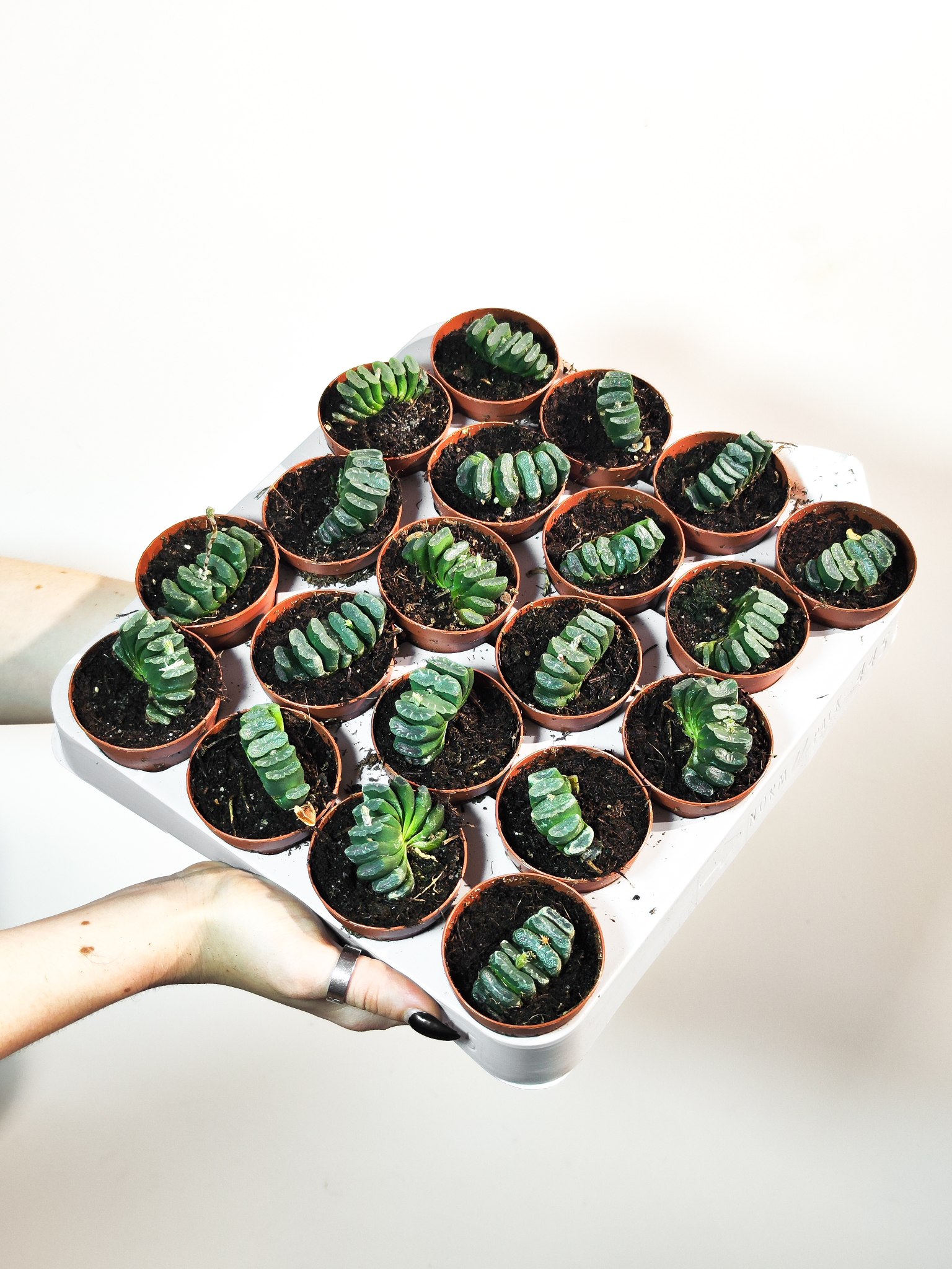 Хавортия Трунката (Haworthia Truncata) D5см