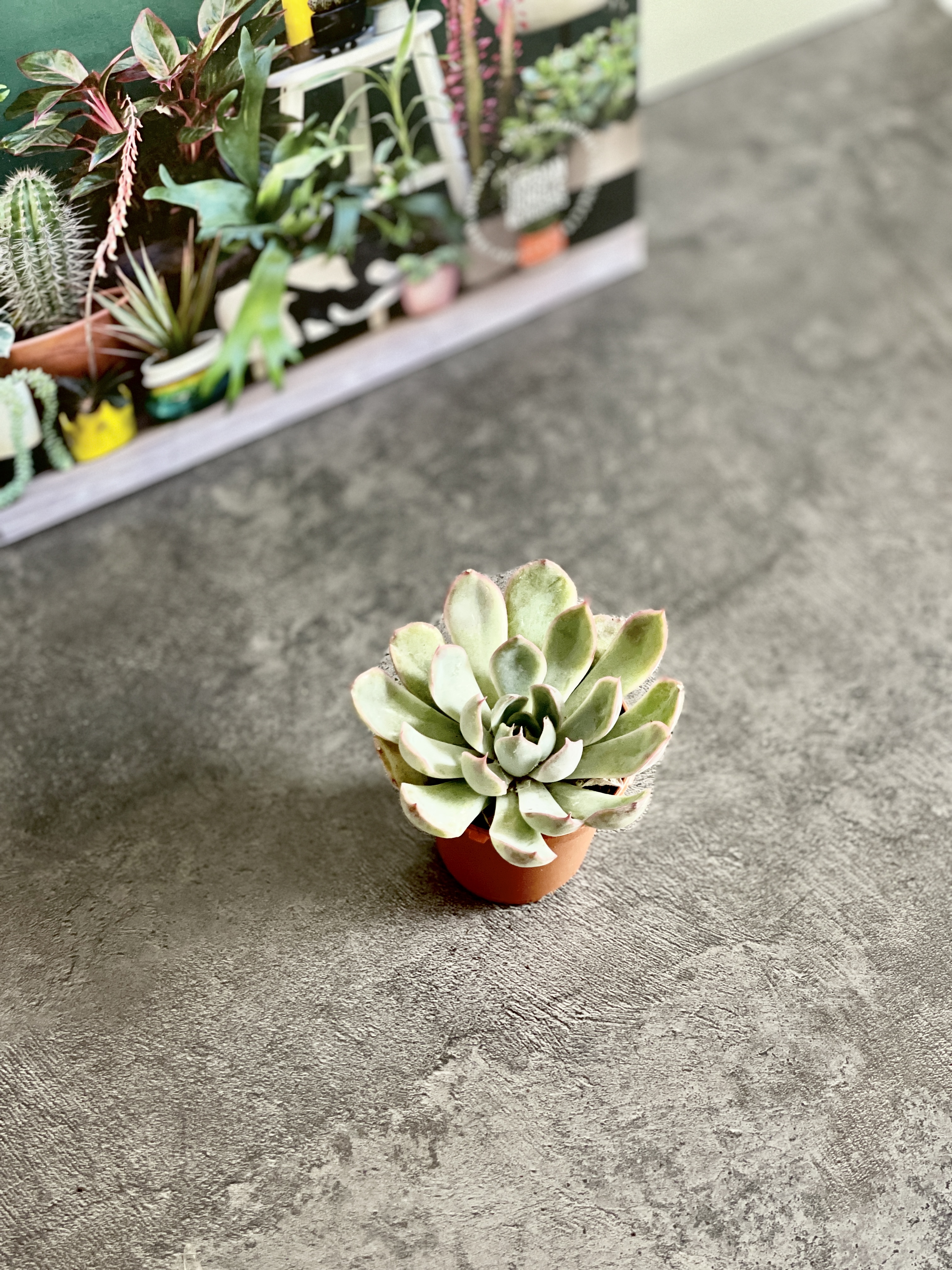 Эхеверия Пулидонис (Echeveria Pulidonis) D5см