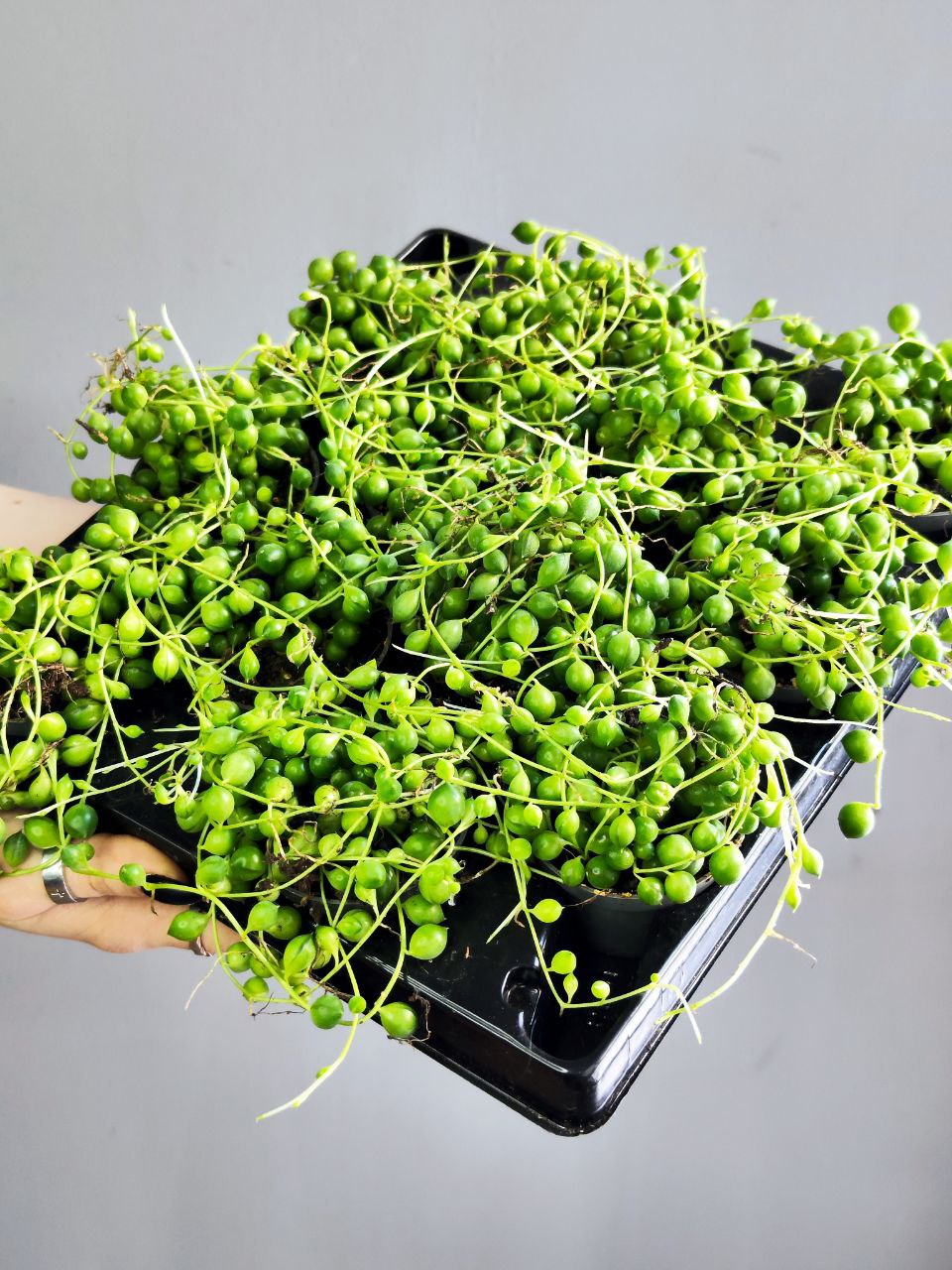 Крестовник Роули (Senecio Rowleyanus) D6см