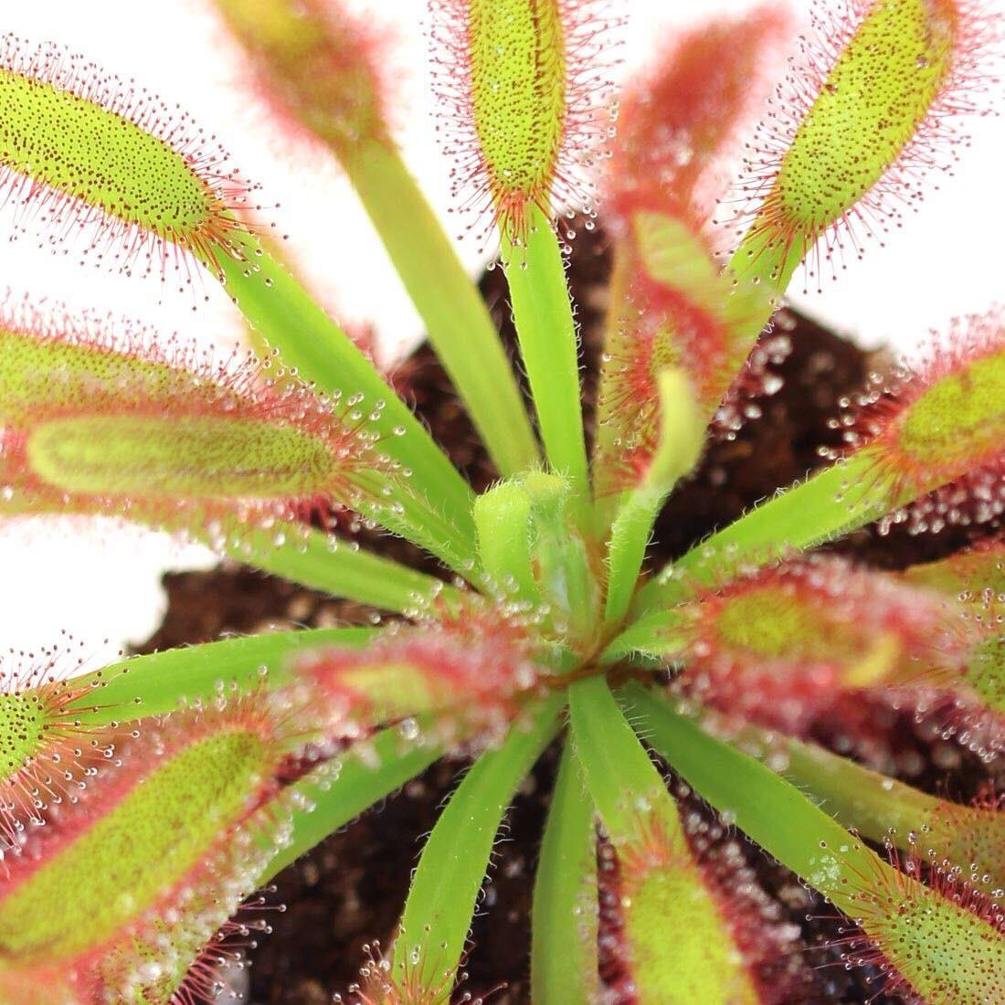 Росянка Геркулес (Drosera Hercules) D5см