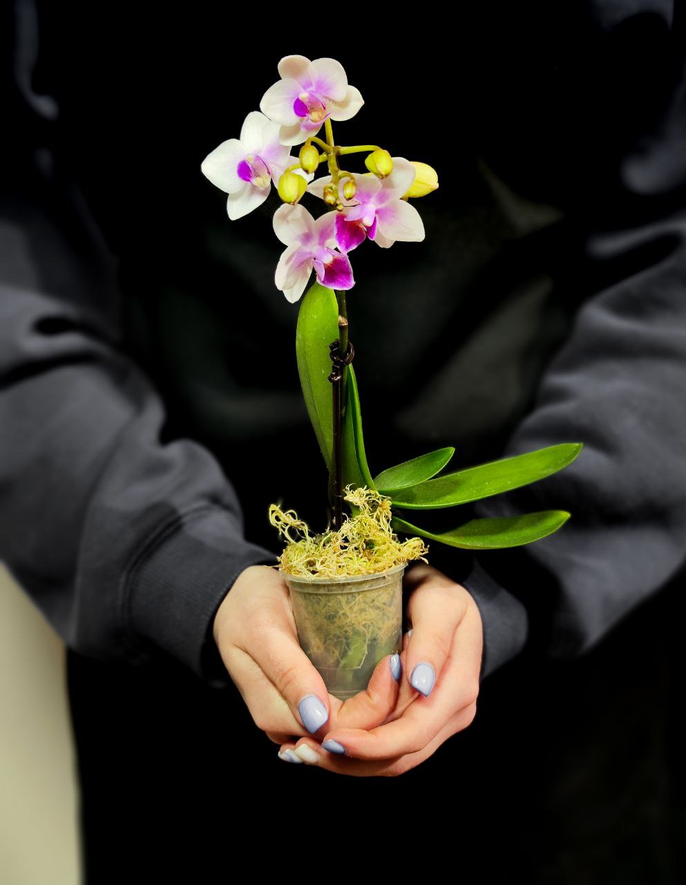 Орхидея Фаленопсис Мини Мэджик (Phalaenopsis Multiflora Magic) D6см