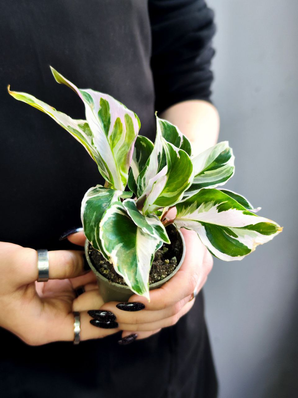 Калатея Вайт Фьюжин (Calathea White Fusion) D6см