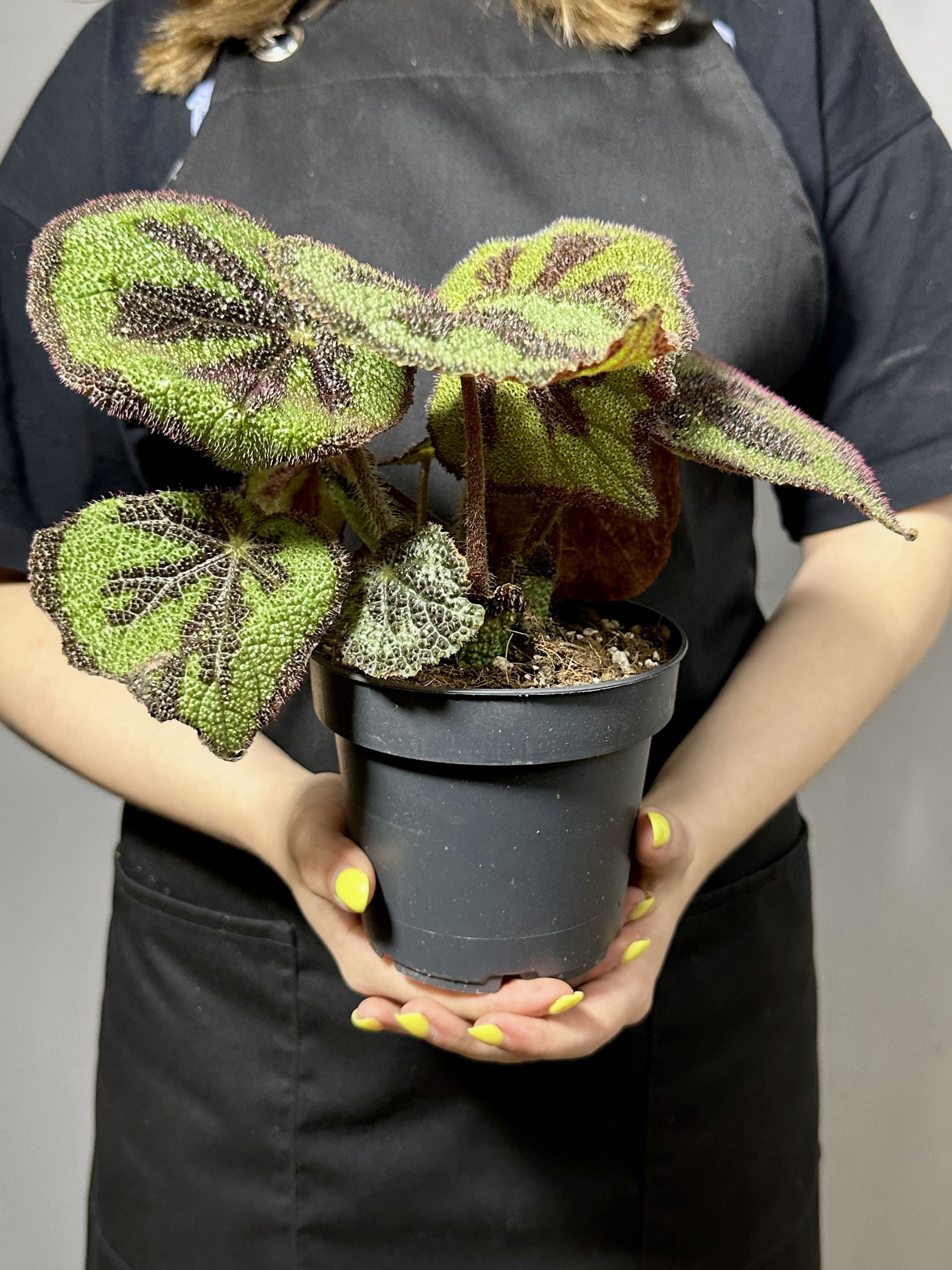 Бегония Мэсона (Begonia Masoniana) D12см
