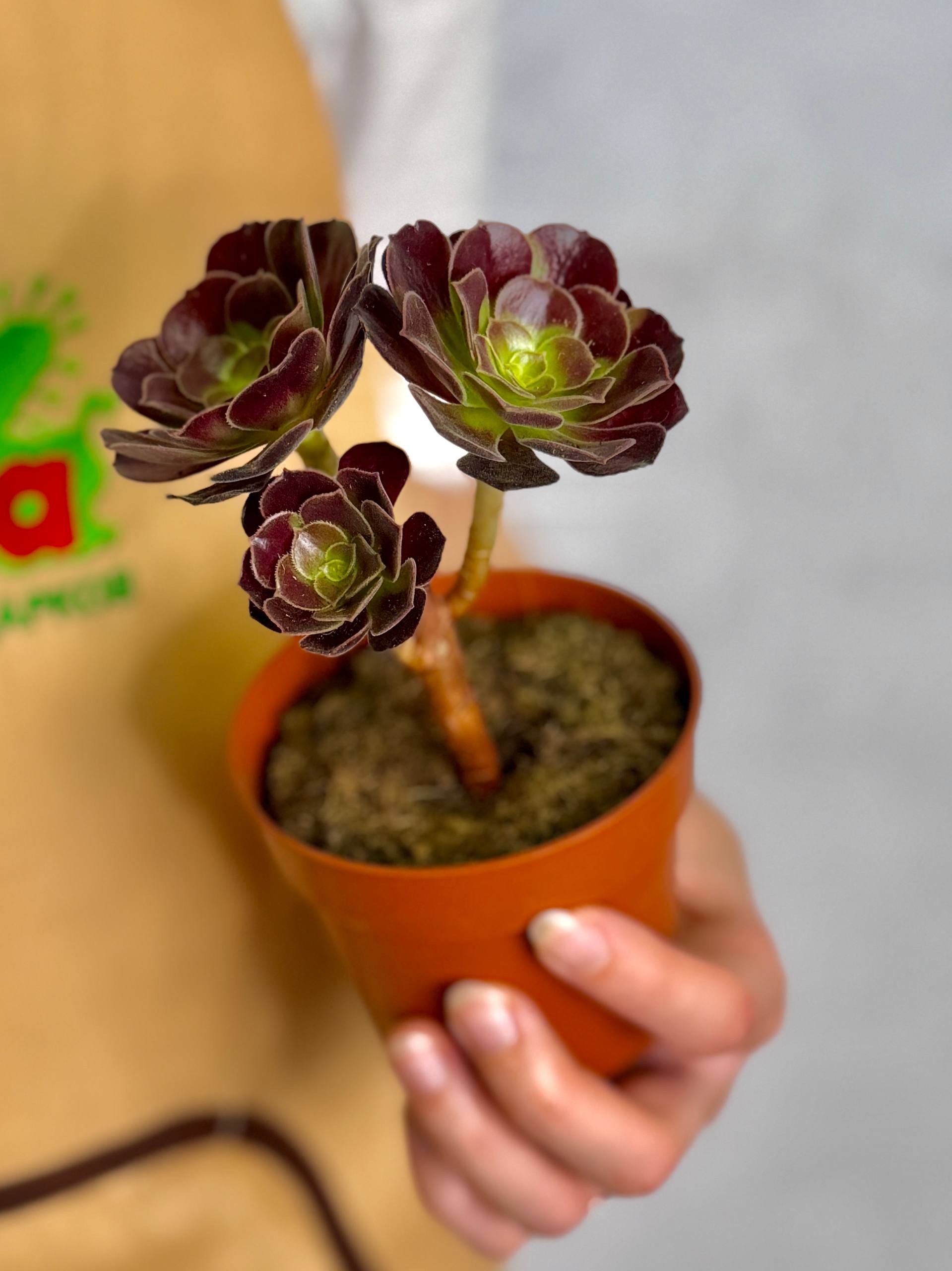 Эониум Велюр (Aeonium Velour) D8,5см