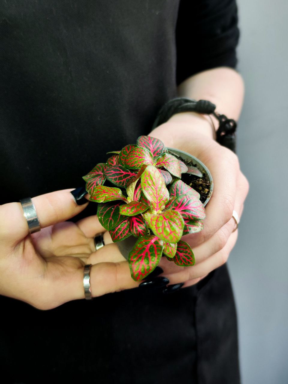 Фиттония Джоли Джосан Ред (Fittonia Joly Josan Red) D5см