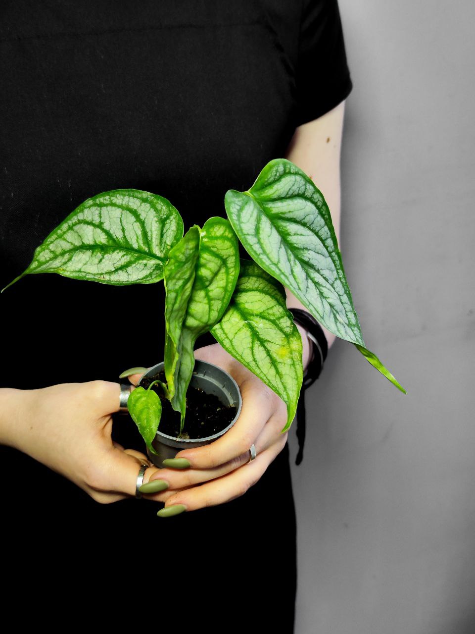 Монстера Сильтепекана, или Монстера Сальвадор (Monstera Silte pe Can) D6см
