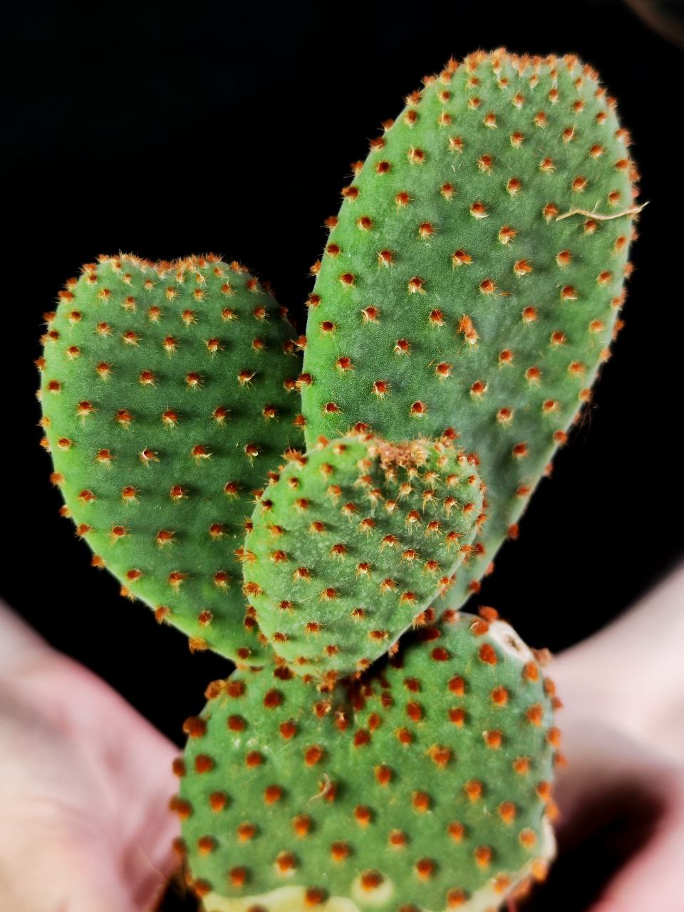 Опунция Микродасус Руфида (Opuntia Microdasys Rufida) D6см
