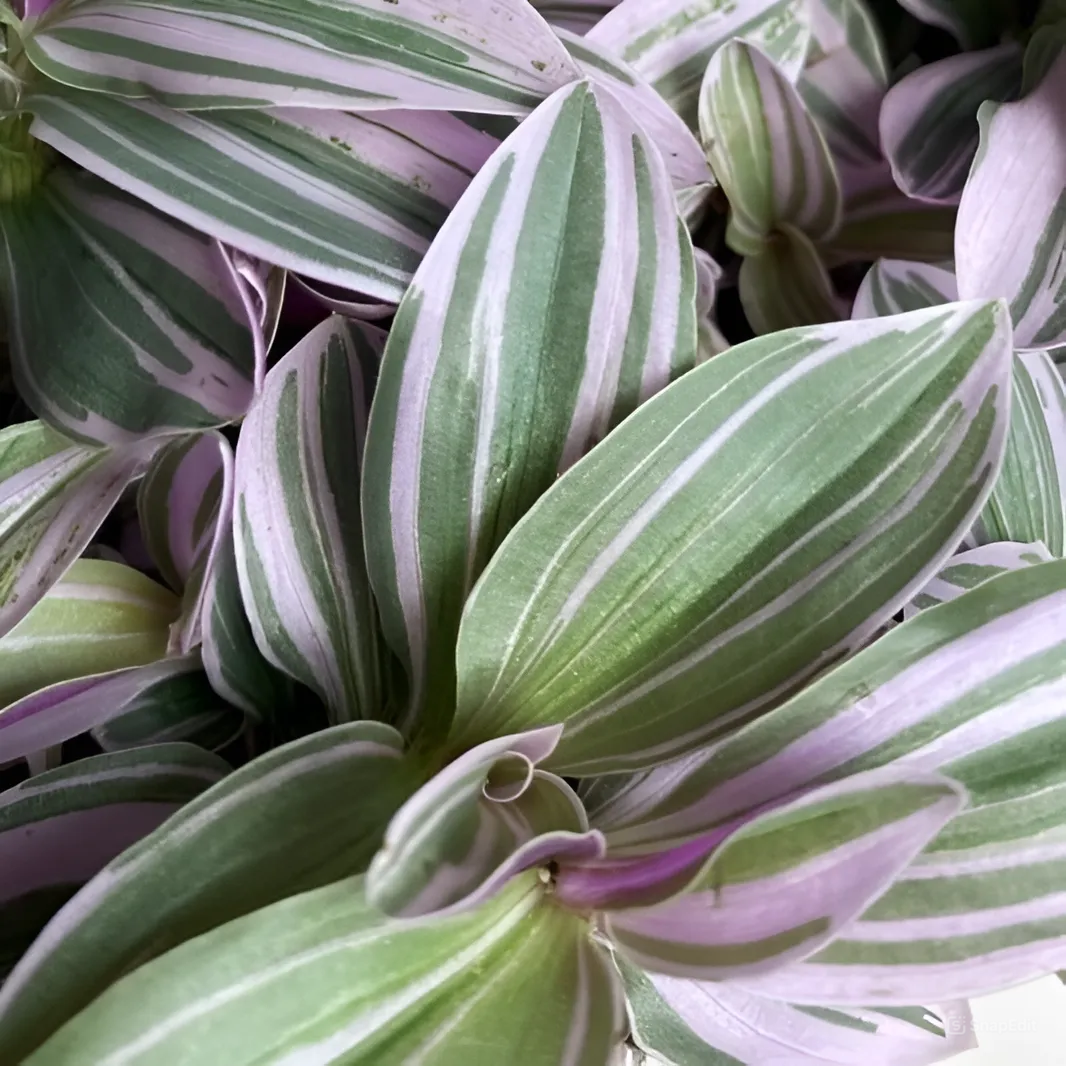 Традесканция Свитнесс (Tradescantia Sweetness) D6см