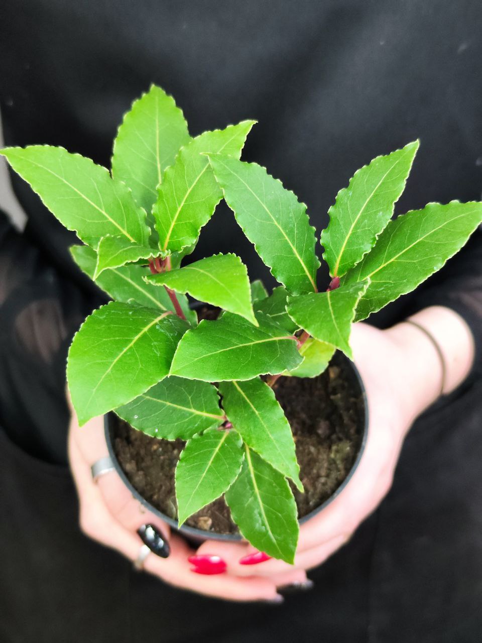 Лавр Благородный, или Лавровое дерево (Laurus Nobilis) D11см