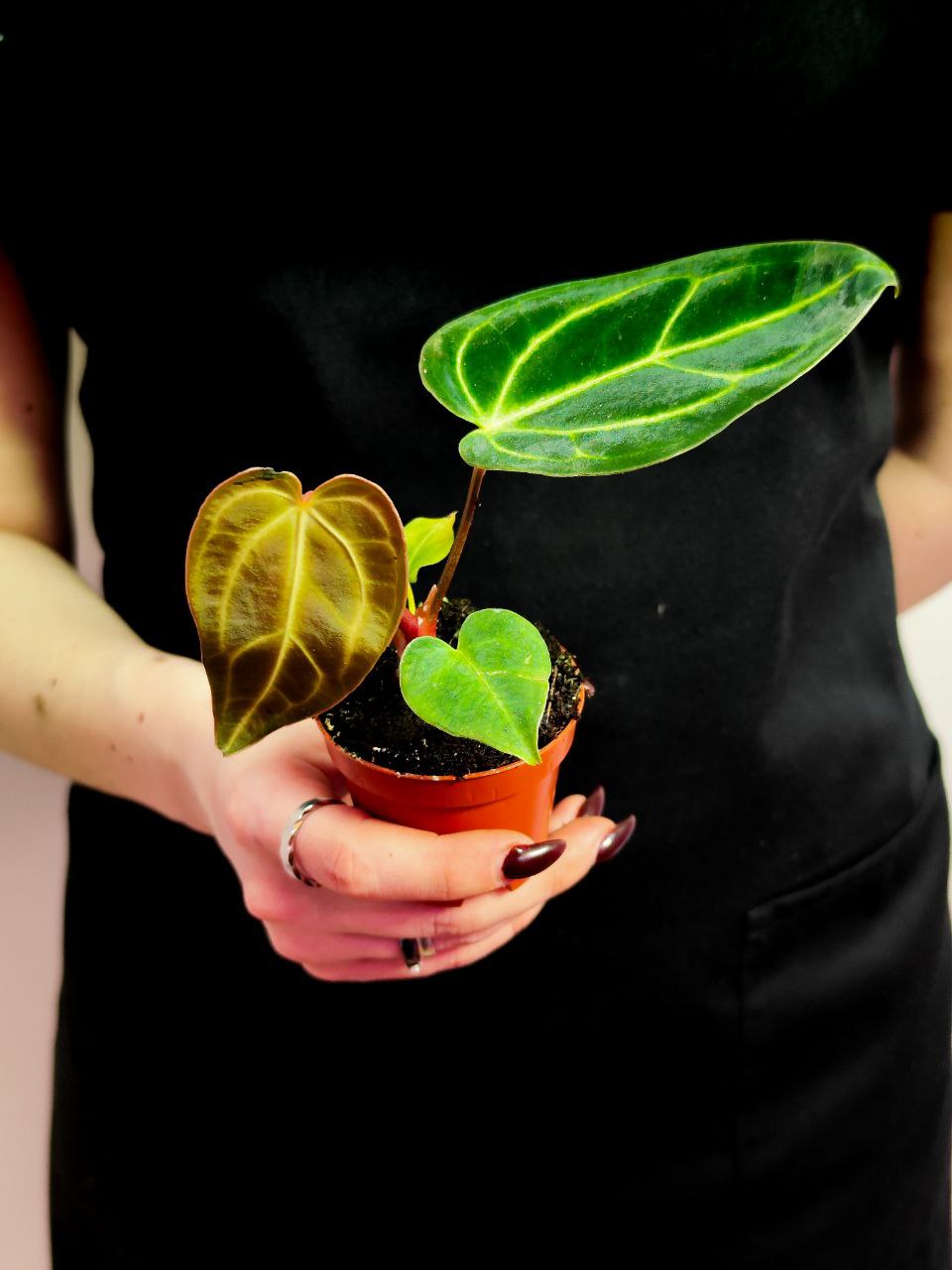 Антуриум Регал (Anthurium Regale) D6см