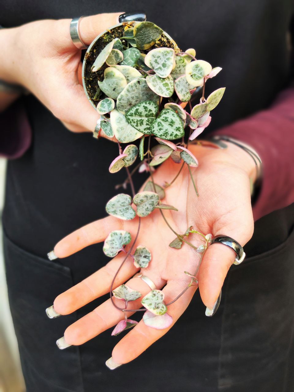 Церопегия Вуда Вариегатная (Ceropegia Woodii Variegata) D6см