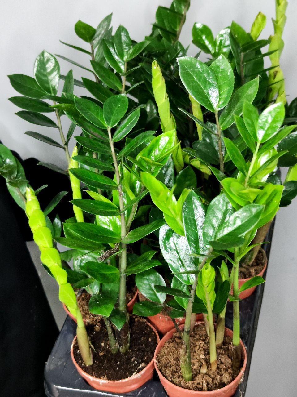 Замиокулькас Замиофолия (Zamioculcas Zamiifolia) D14см