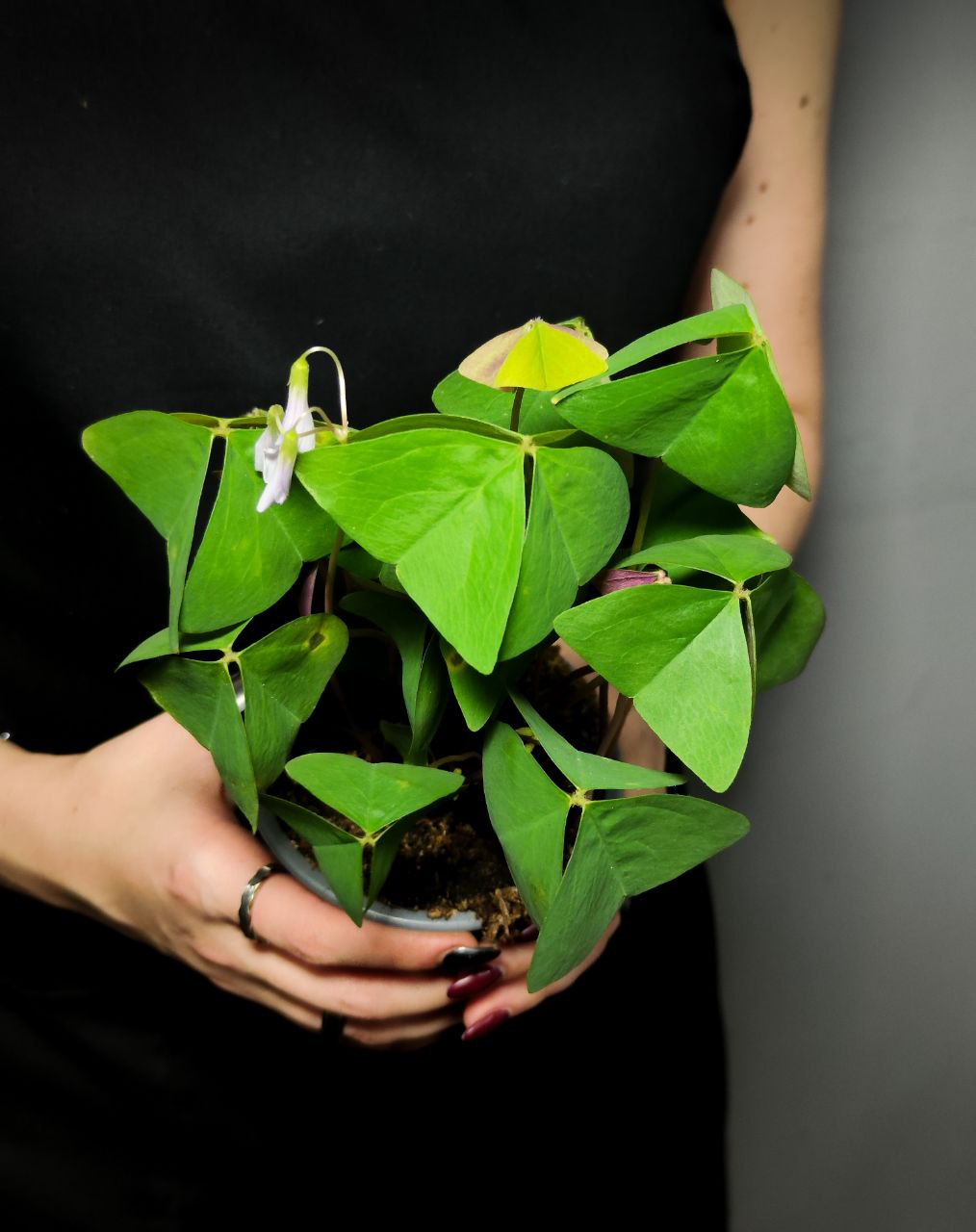 Кислица Треугольная Зеленая (Oxalis Triangularis Green) D10см