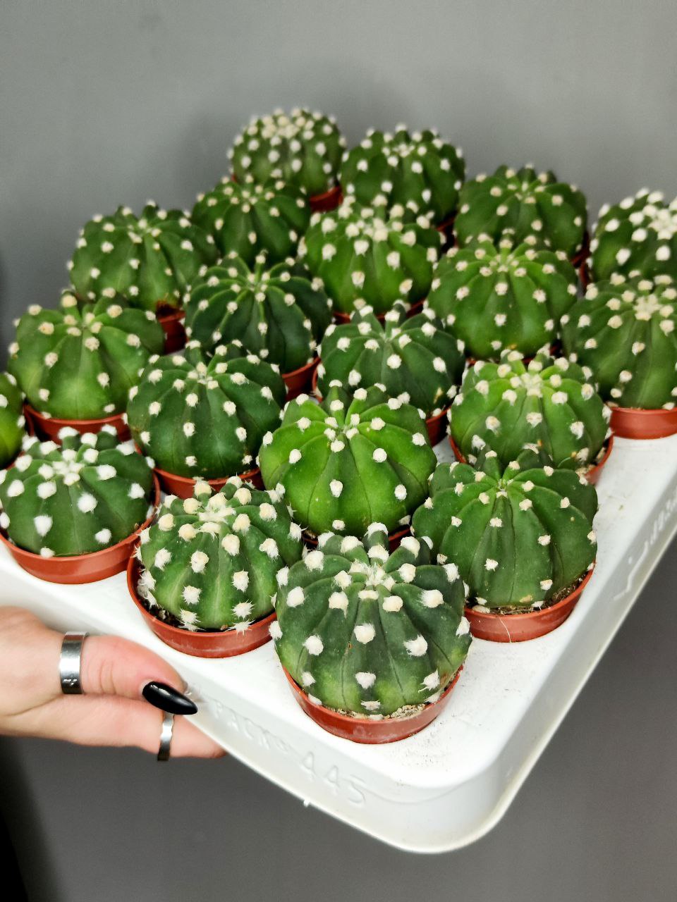 Кактус Эхинопсис Денудатум, одиночный (Echinopsis Denudatum) D5см