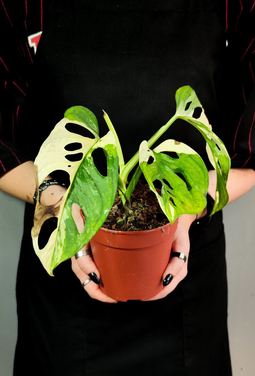 Монстера Адансона Вариегатная (Monstera Adansonii Variegata) D12см