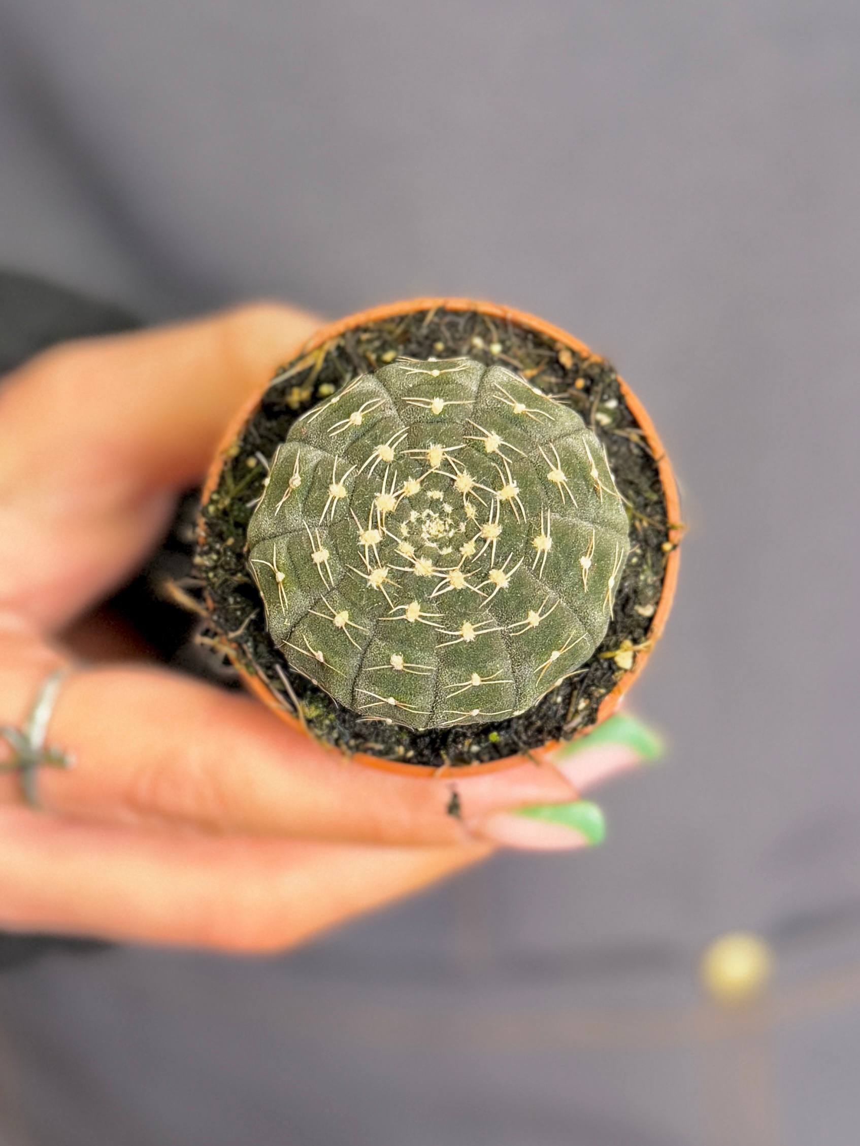 Гимнокалициум Рагонезе (Gymnocalycium Ragonesii) D5см