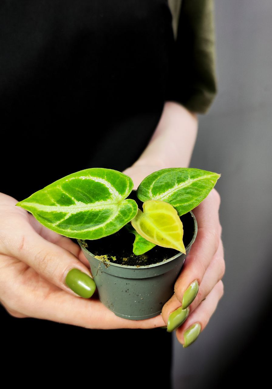 Антуриум Сильвер Блаш (Anthurium Silver Blush) D6см