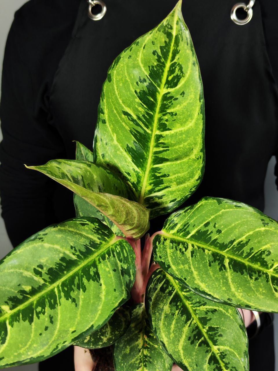Аглаонема Шартрез Претти (Aglaonema Chartreuse Pretty) D12см