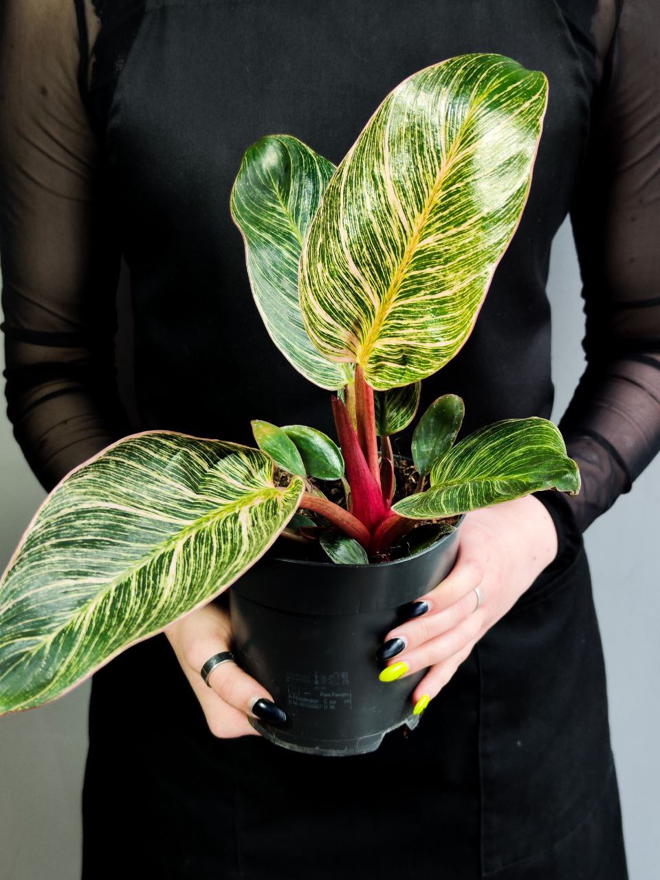 Филодендрон Пинк Биркин (Philodendron Pink Birkin) D14см