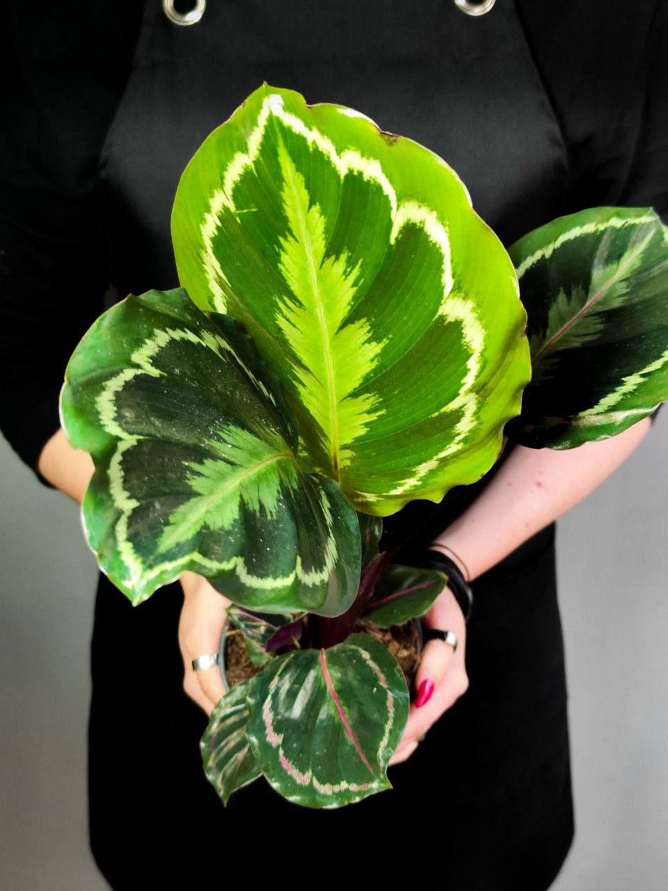 Калатея Медальон (Calathea Roseopicta Medallion) D12см