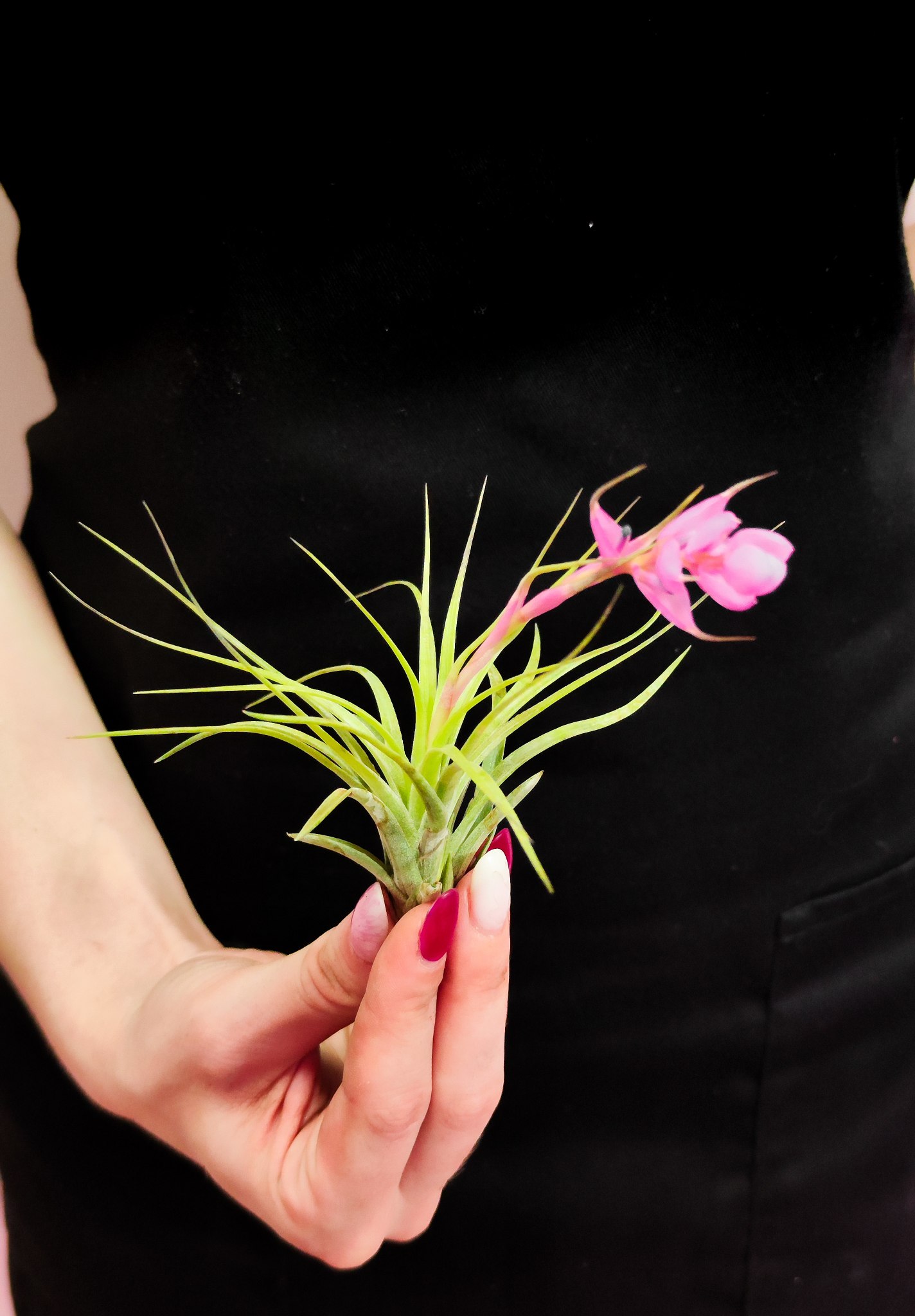 Тилландсия Стрикта Медиум (Tillandsia Stricta Medium)
