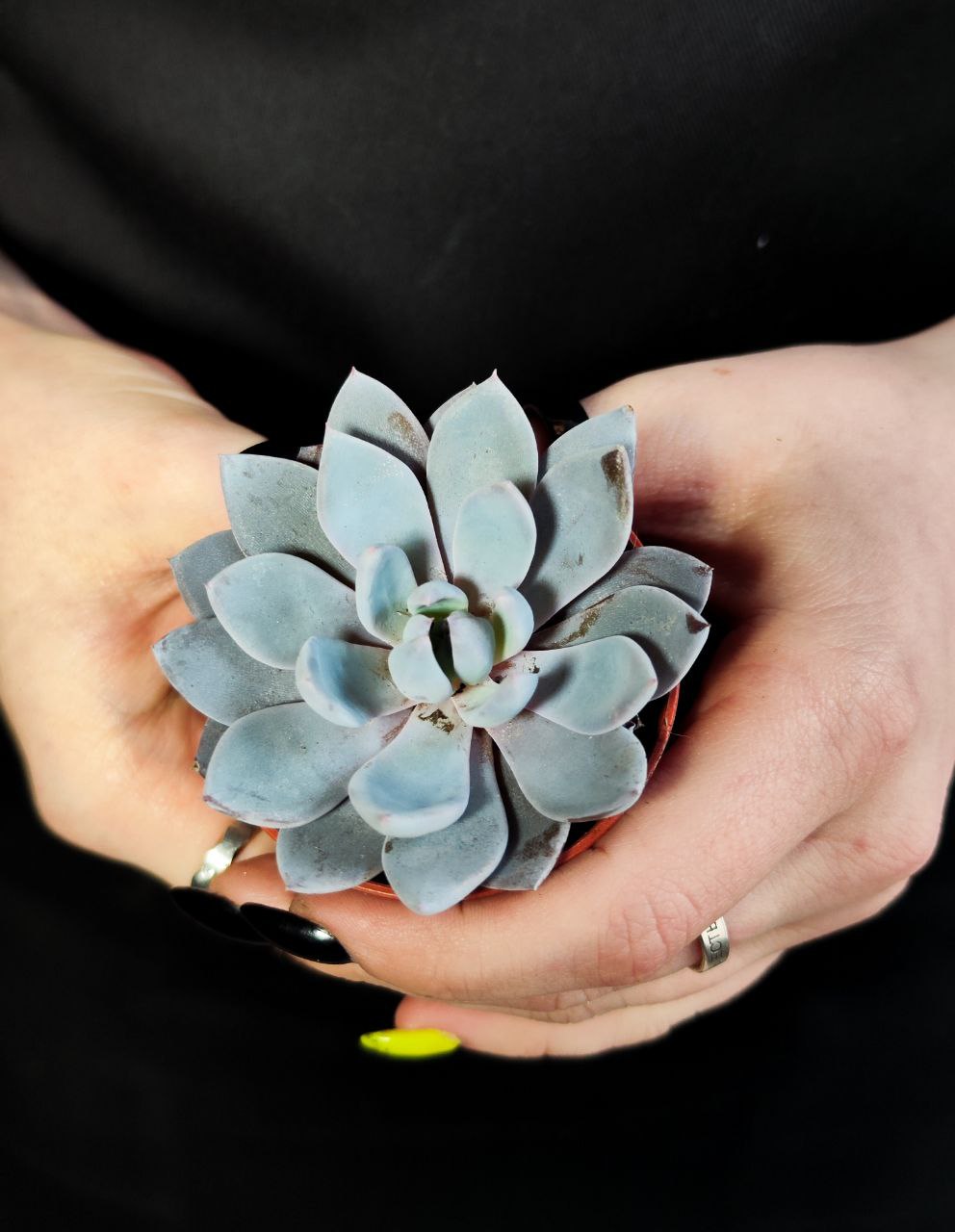 Граптоверия Лулу (Graptoveria Lulu) D5см