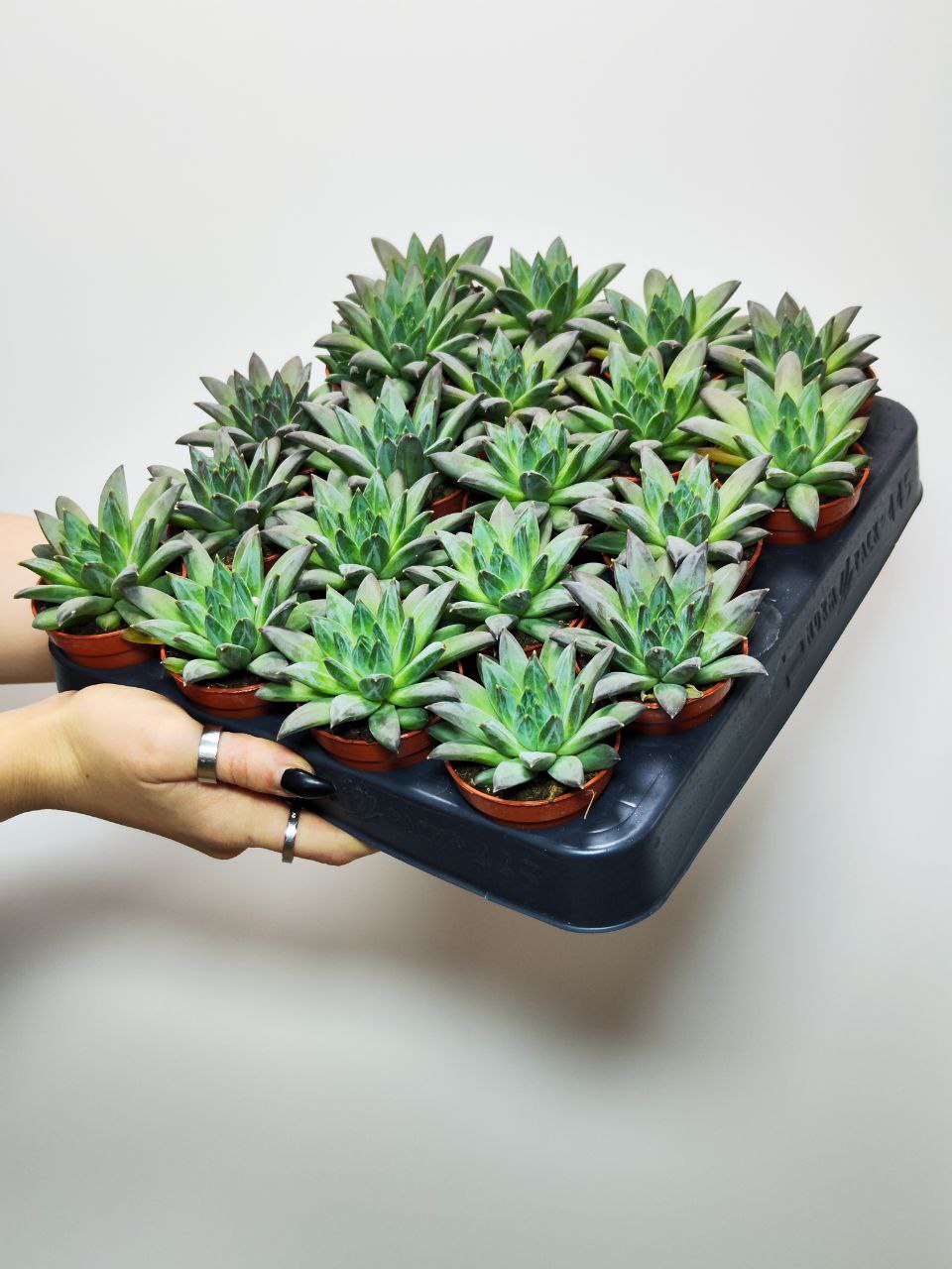 Эхеверия Хукери (Echeveria Hookeri) D5см
