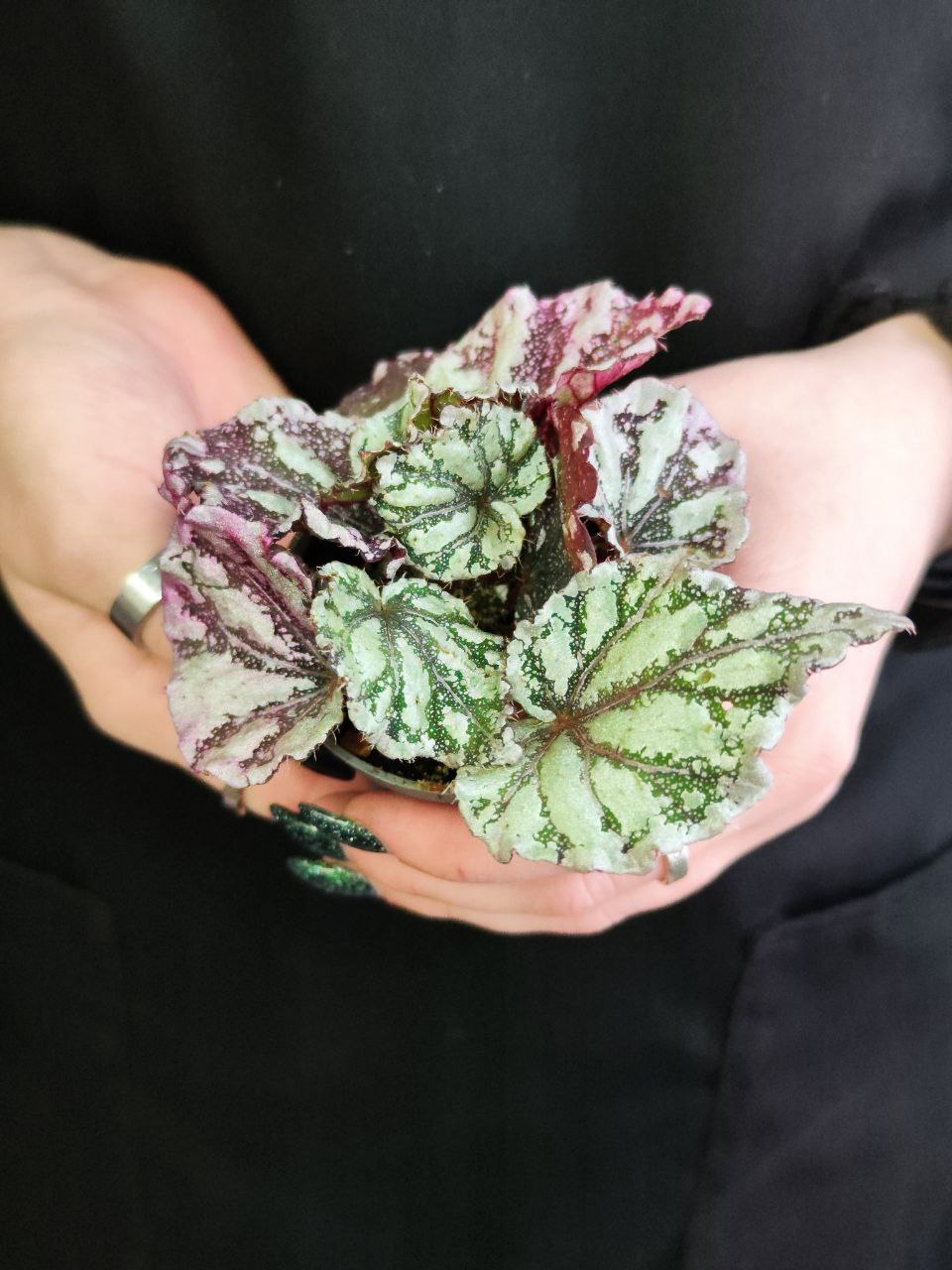 Бегония Рекс Дьюдроп (Begonia Rex Dew Drop) D6см