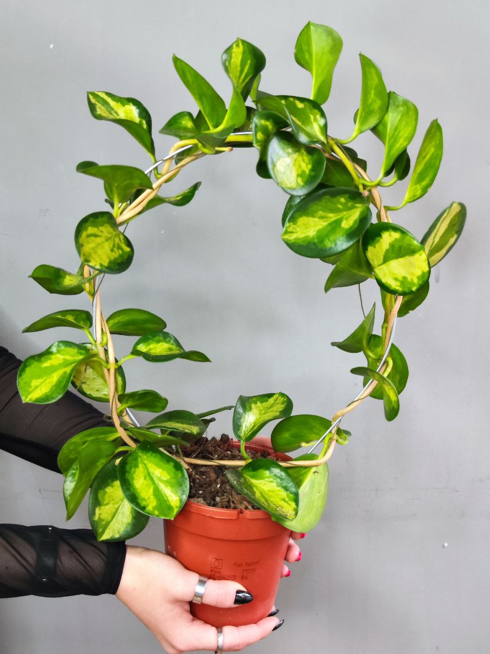 Хойя Аустралис Лиза на ободке (Hoya Australis Lisa) D12см
