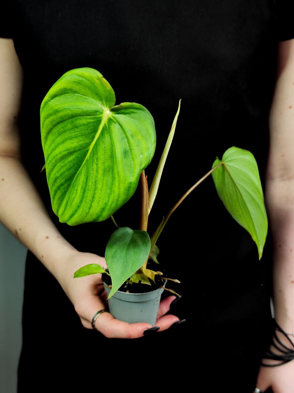 Филодендрон Макдауэлл (Philodendron McDowell) D6см
