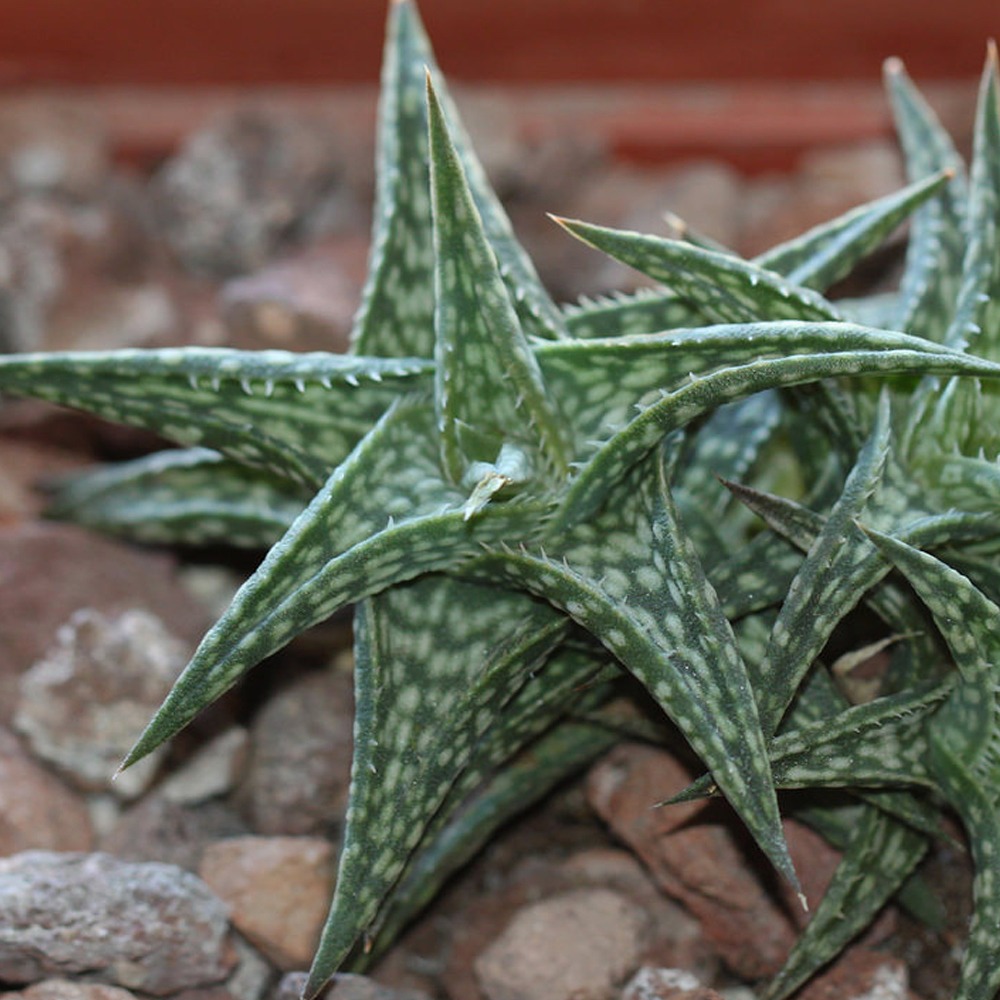 Алоэ Дескоингса (Aloe descoingsii) D5см