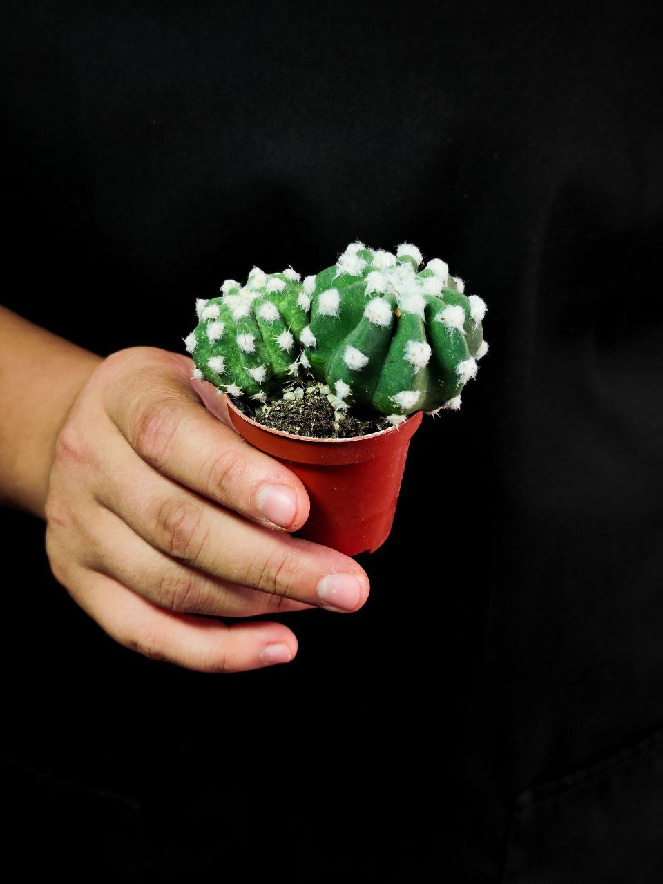 Кактус Эхинопсис Денудатум Груп (Echinopsis Denudatum Group) D5см