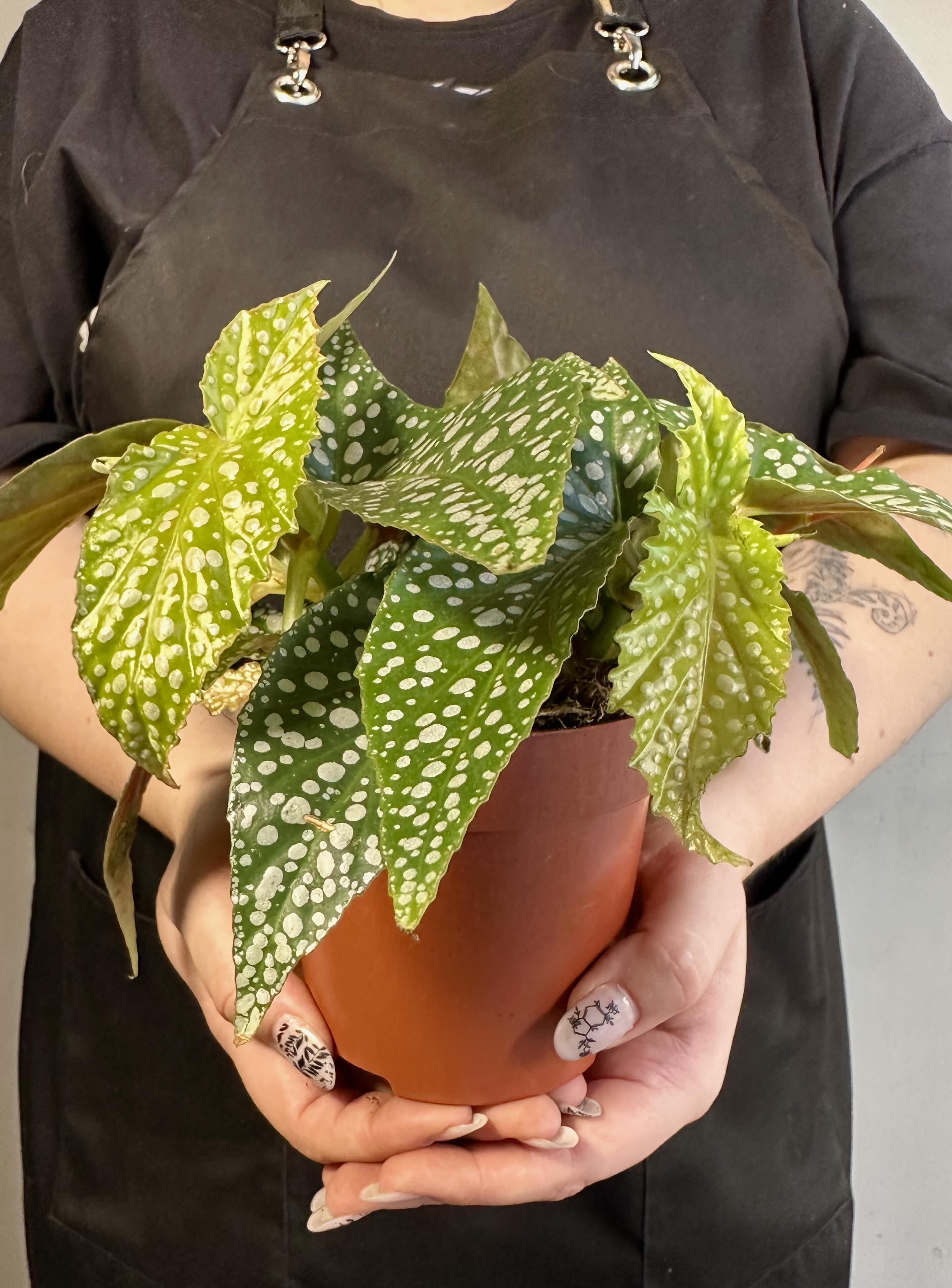 Бегония Дабл Дот (Begonia Double Dot) D12см