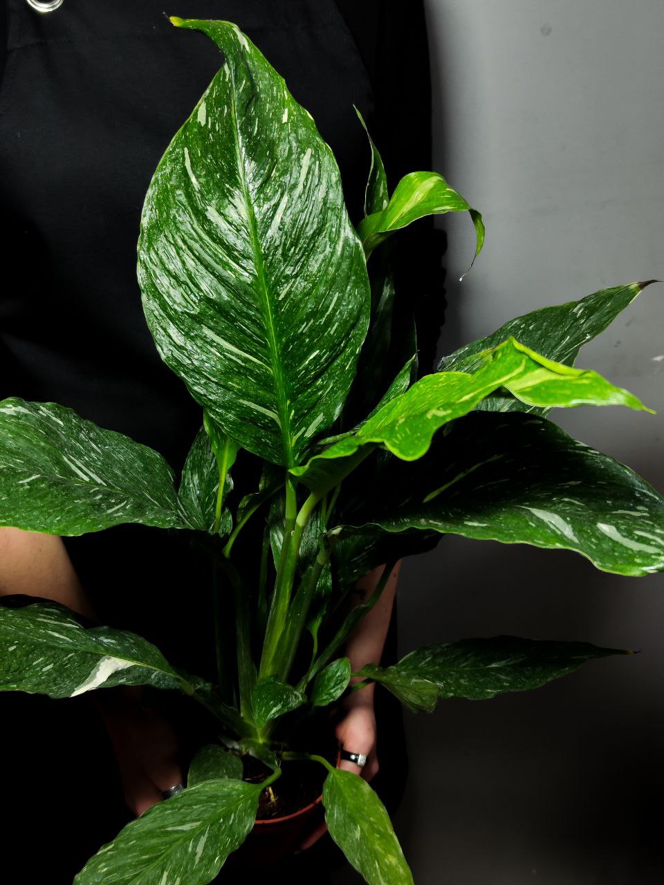 Спатифиллум Джемини (Spathiphyllum Gemini) D12см