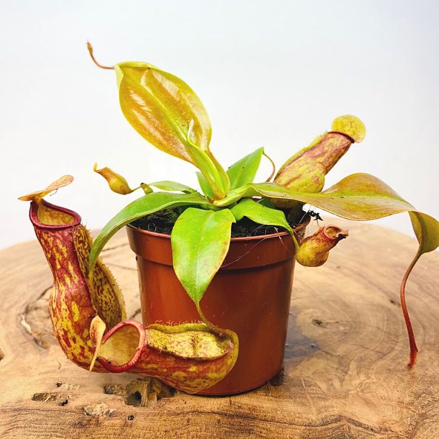 Непентес Гая (Nepenthes Gaya) D9см