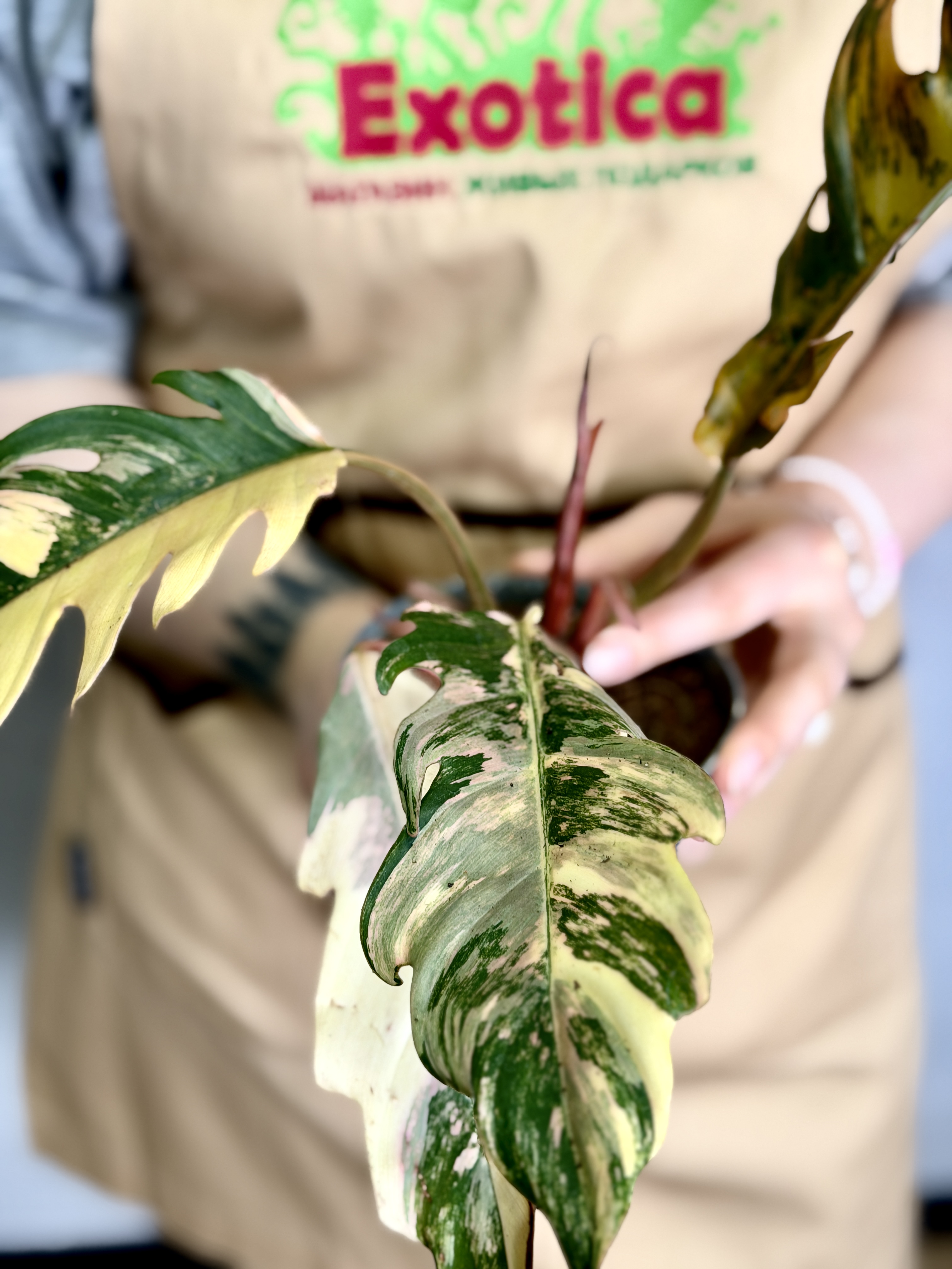 Филодендрон Карамель Марбл Вариегатный (Philodendron Caramel Marble Variegated) D12см