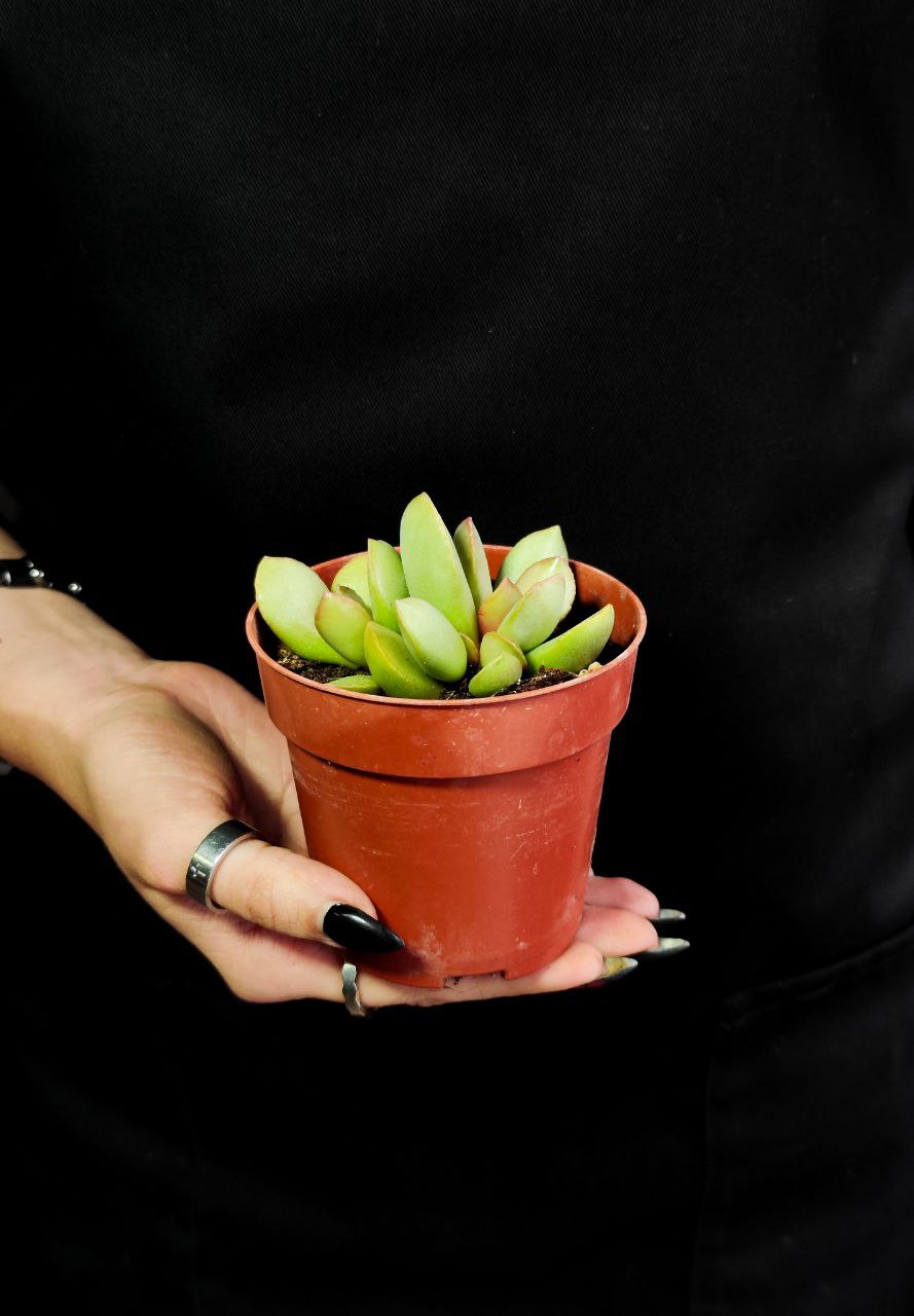 Адромискус Пинк Блаш (Adromischus Pink Blush) D8,5см