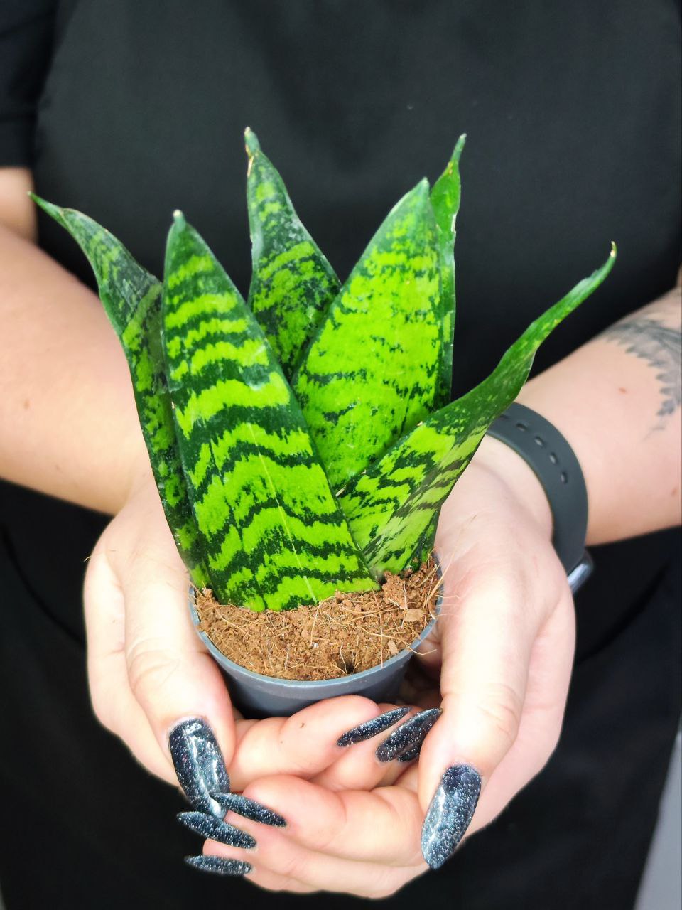 Сансевиерия Зейланика Фан (Sansevieria Zeylanica Fan) D6см