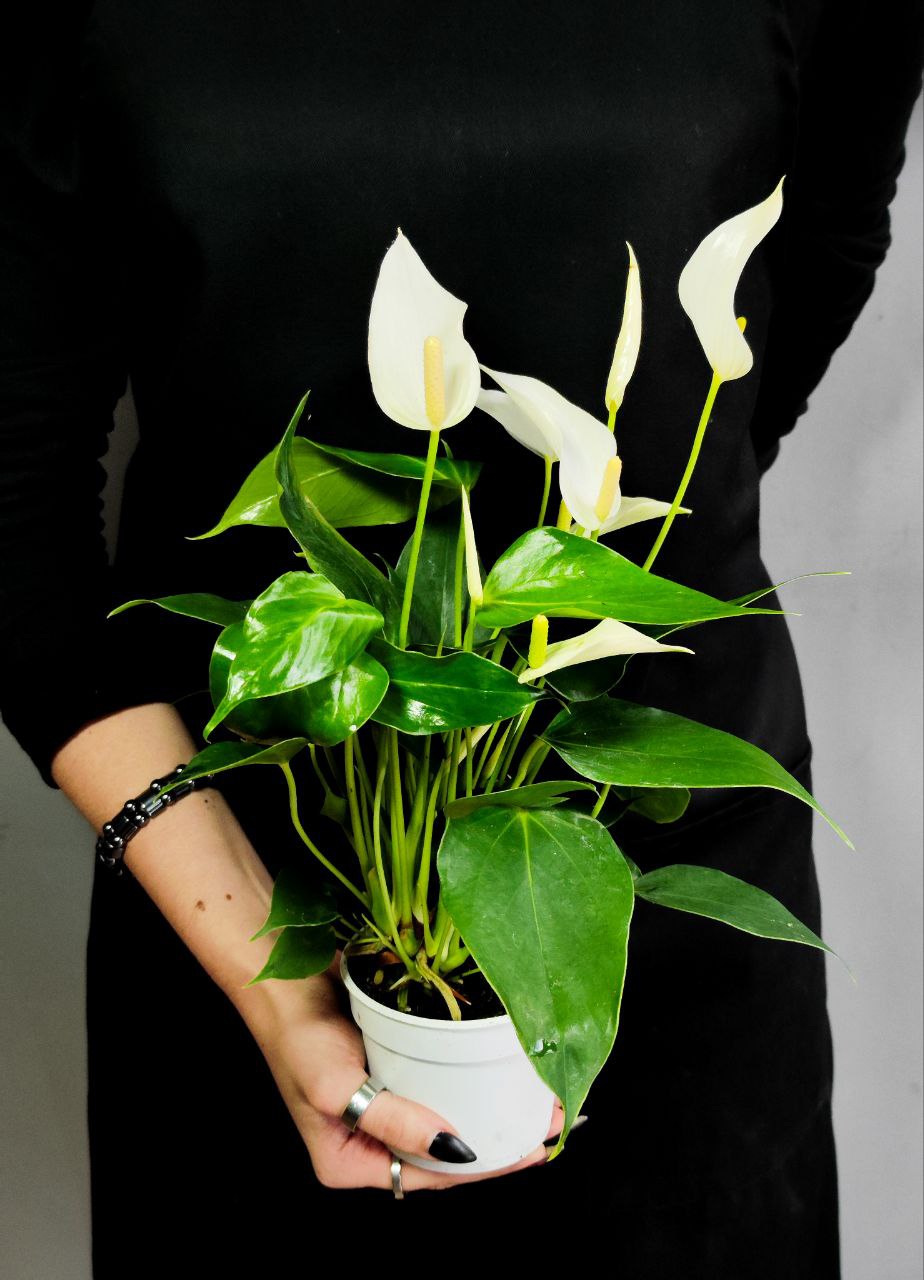 Антуриум Лилли Вайт (Anthurium An Lilli White) D9см