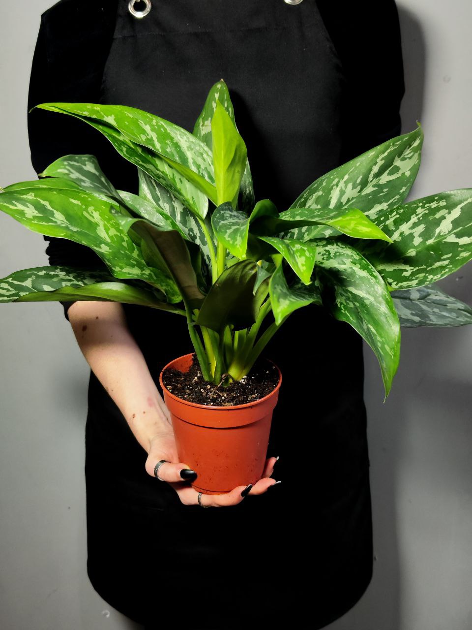 Аглаонема Сильвер Сплэш (Aglaonema Silver Splash) D12см