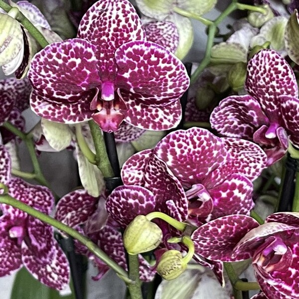 Фаленопсис Дикий Кот (Phalaenopsis Lioulin Wild Cat) D12см