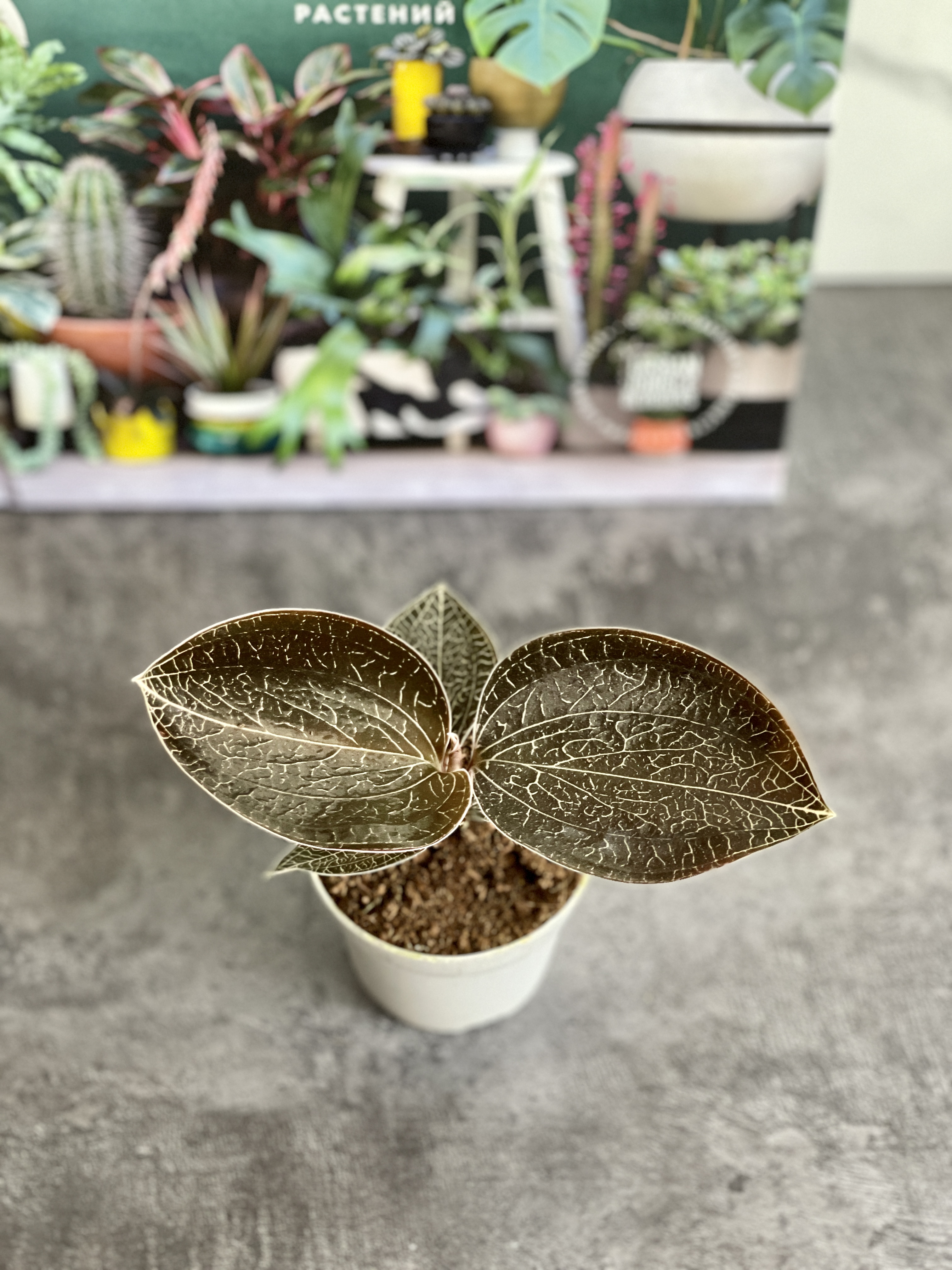 Орхидея Драгоценная Карма Оникс (Jewel Orchid Karma Onyx) D7см