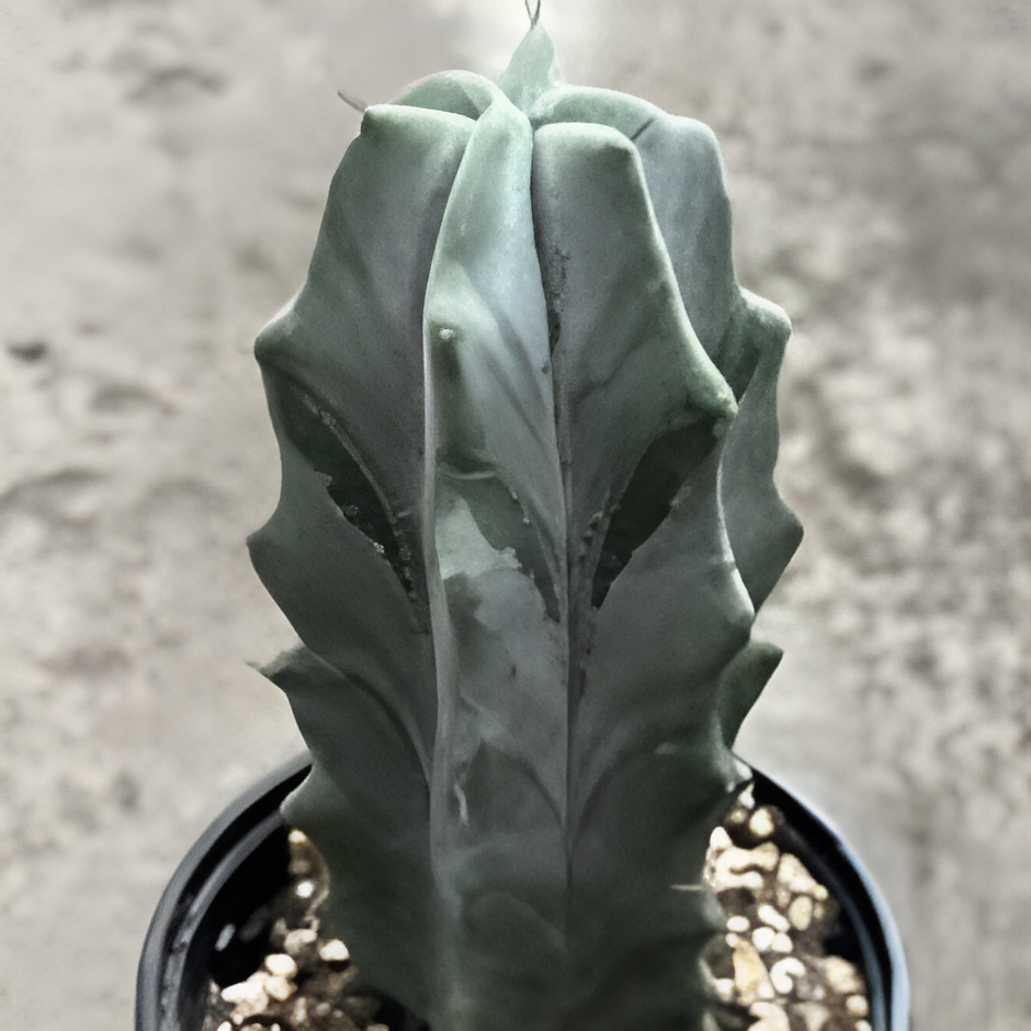 Кактус Лемэроцереус Классический (Cactus Lemaireocereus Straight) D5см