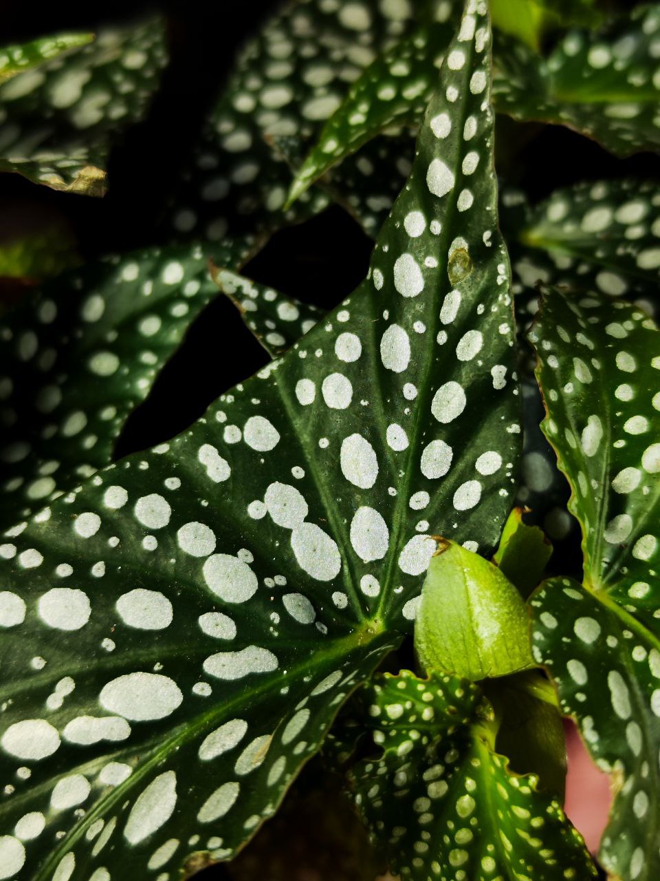 Бегония Дабл Дот (Begonia Double Dot) D12см