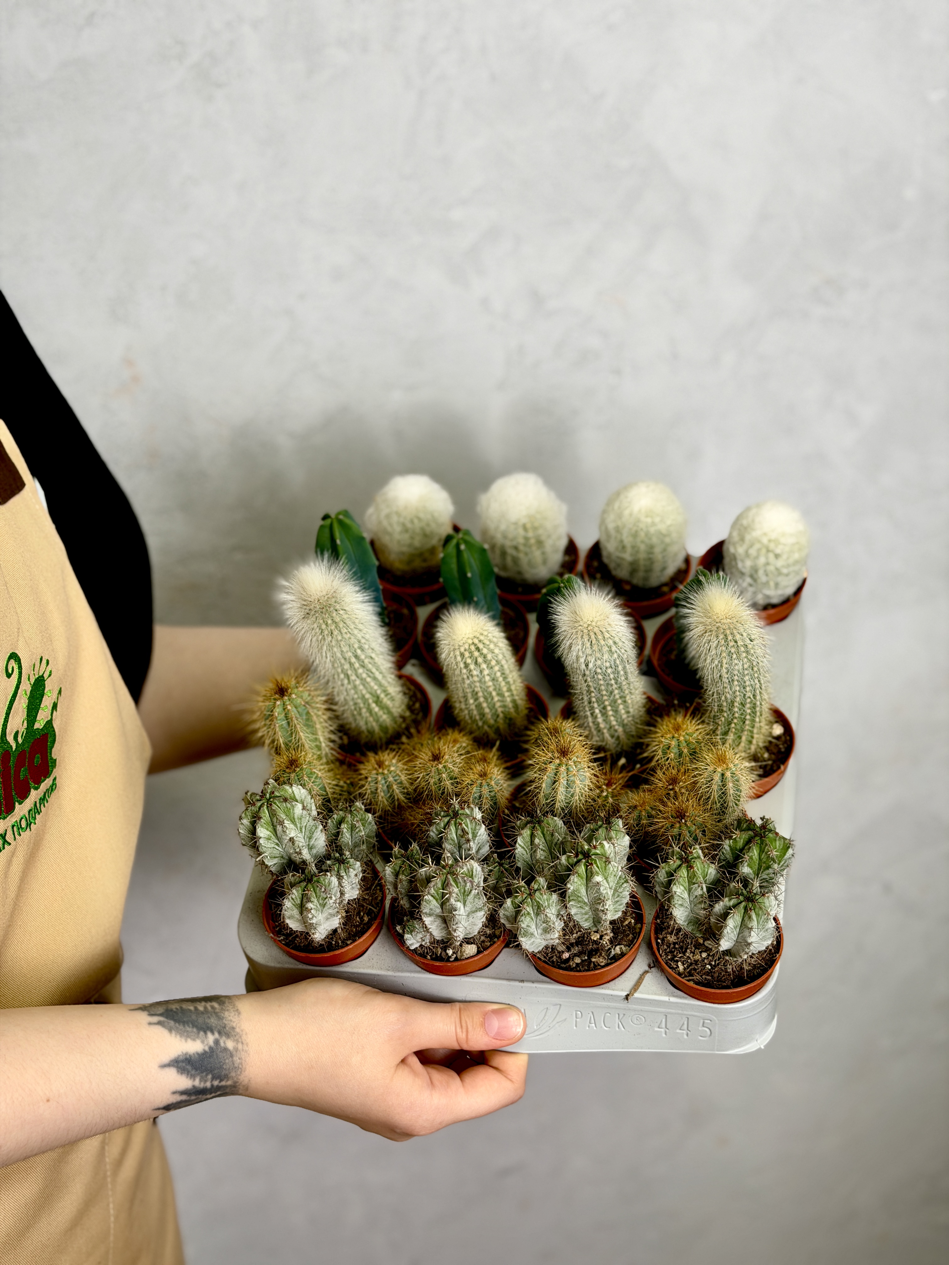 Кактус Клейстокактус Штрауса Одиночный (Cleistocactus Strausii) D5см