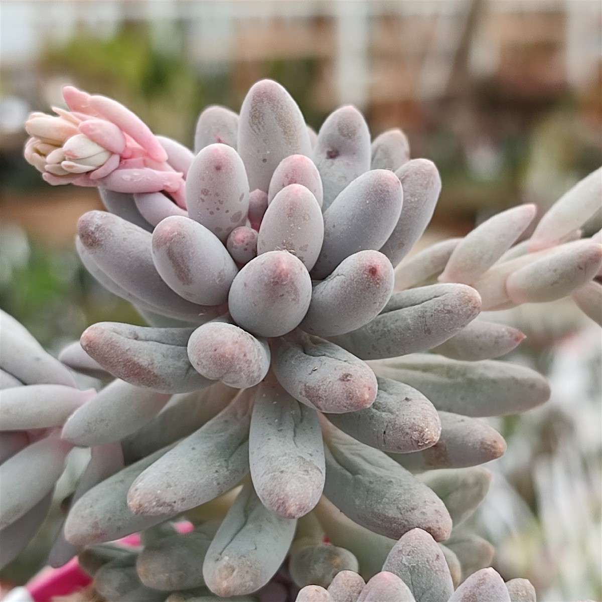 Пахифитум Мачуковый (Pachyphytum Machucae) D5см