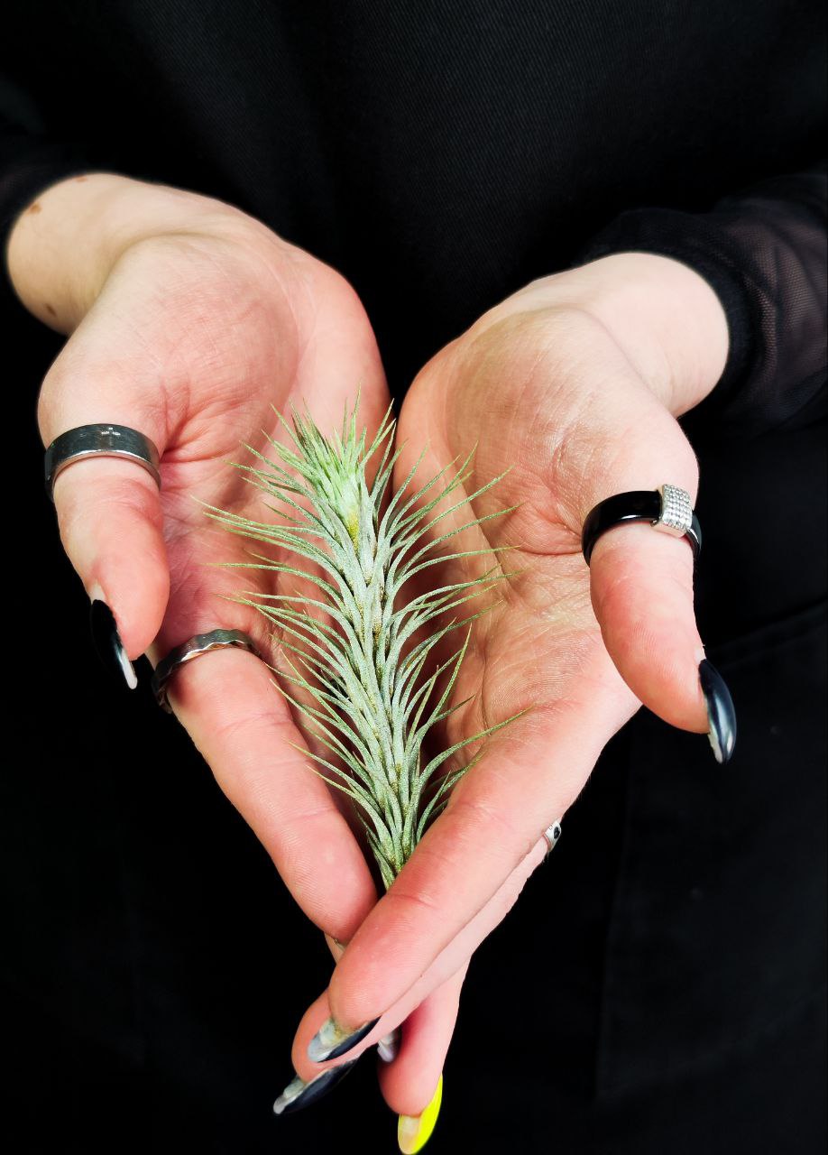 Тилландсия Фанкиана Мини (Tillandsia Funckiana Mini)