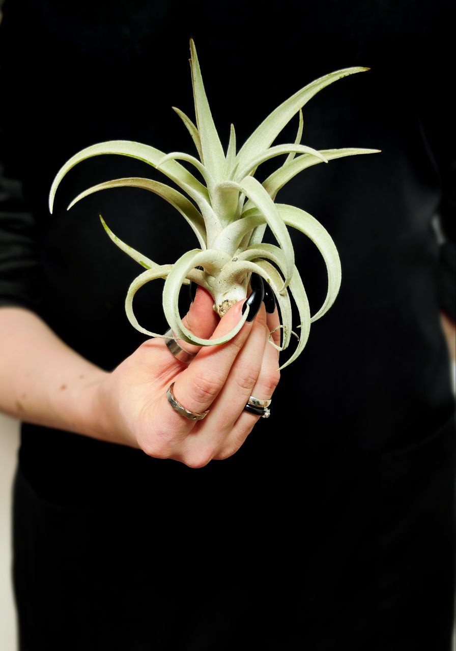 Тилландсия Харриса (Tillandsia Harrisii)
