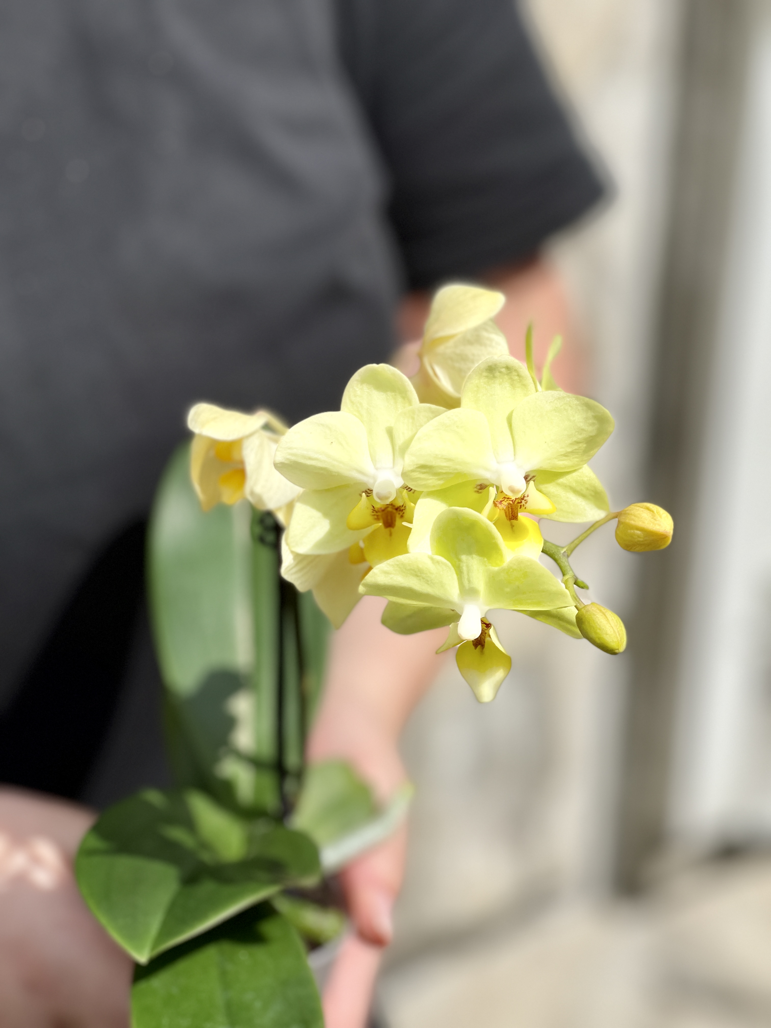 Орхидея Фаленопсис Мини Лимонная (Phalaenopsis Multiflora) D6см