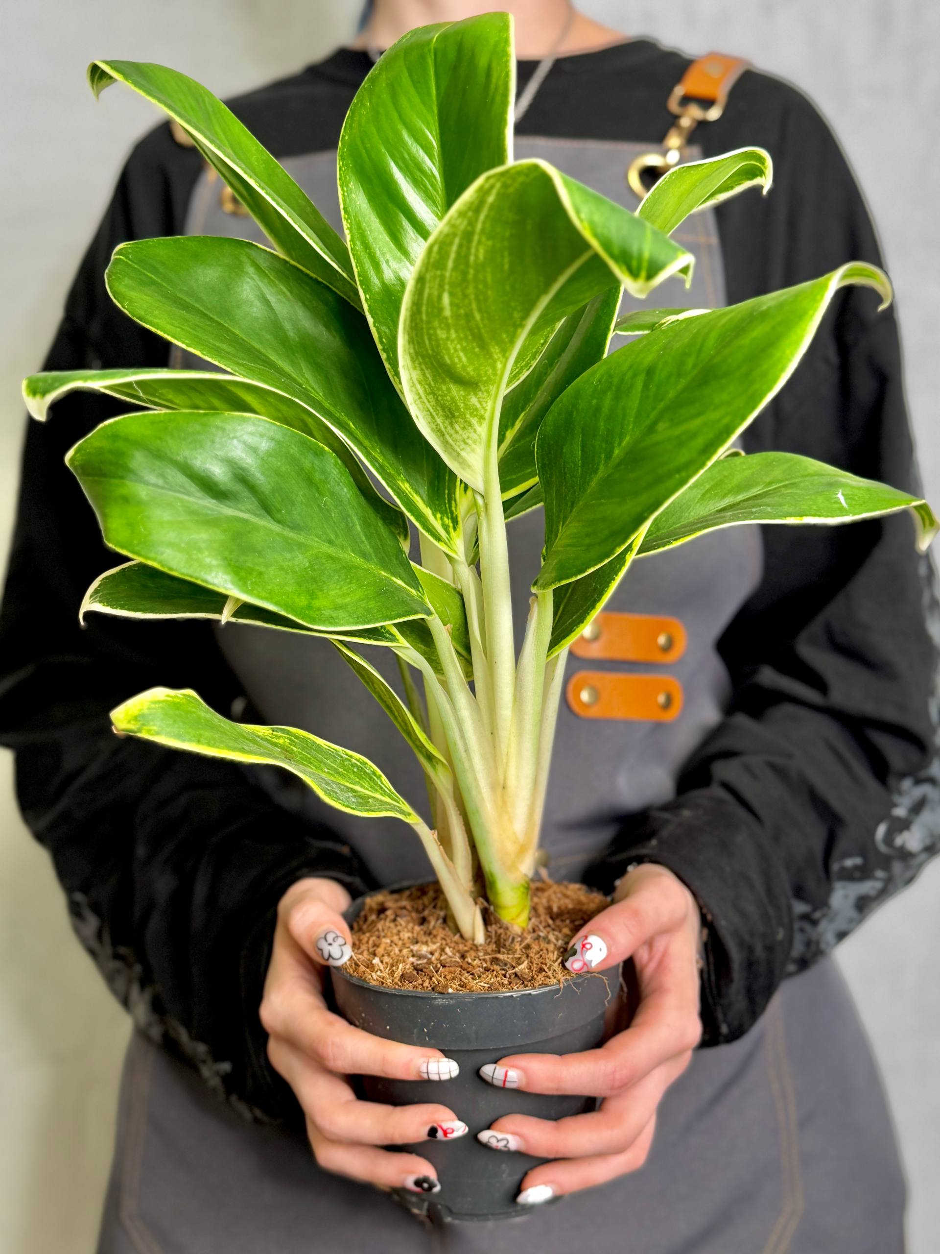 Аглаонема Вайт Лайм (Aglaonema White Lime) D12см